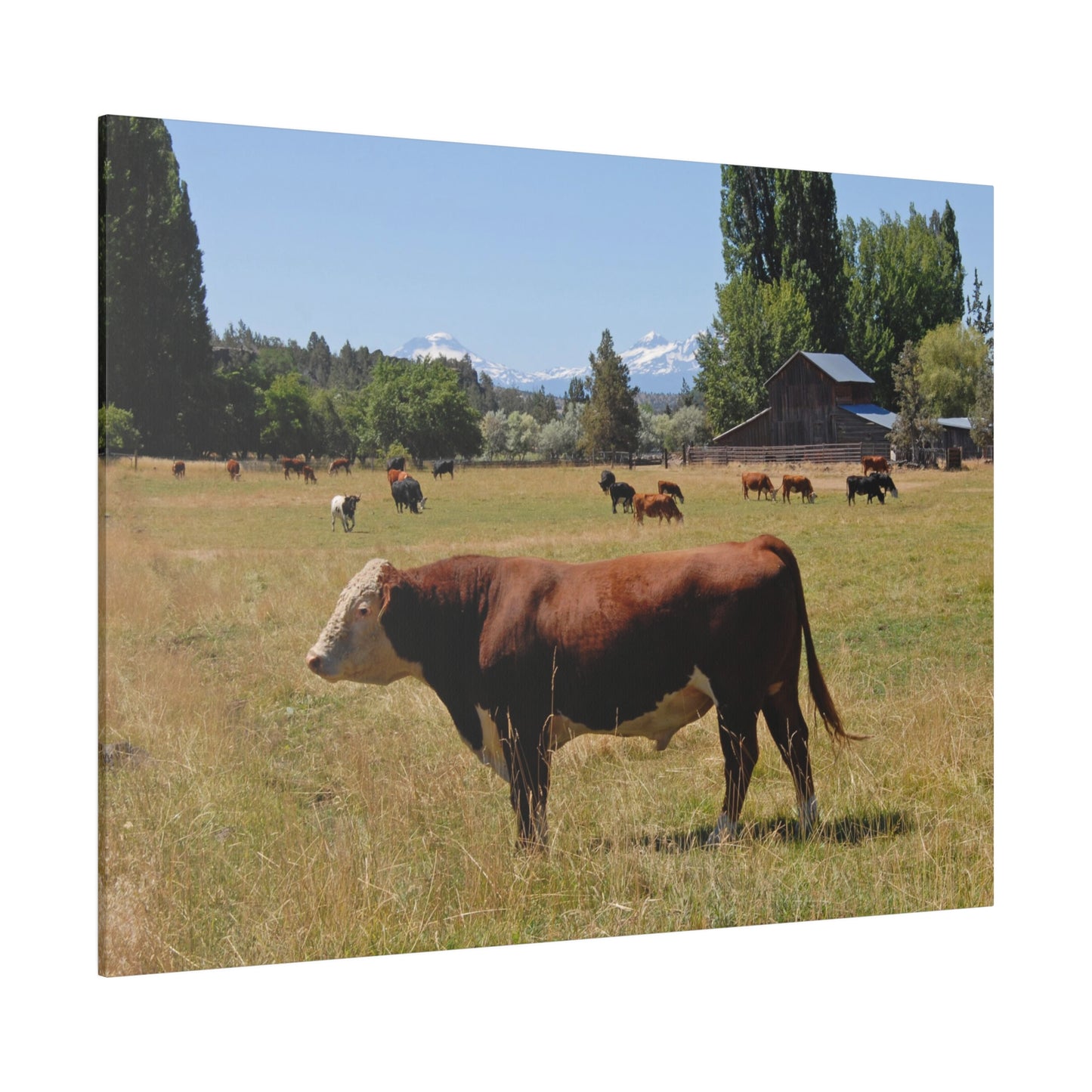 King Of The Pasture Matte Canvas