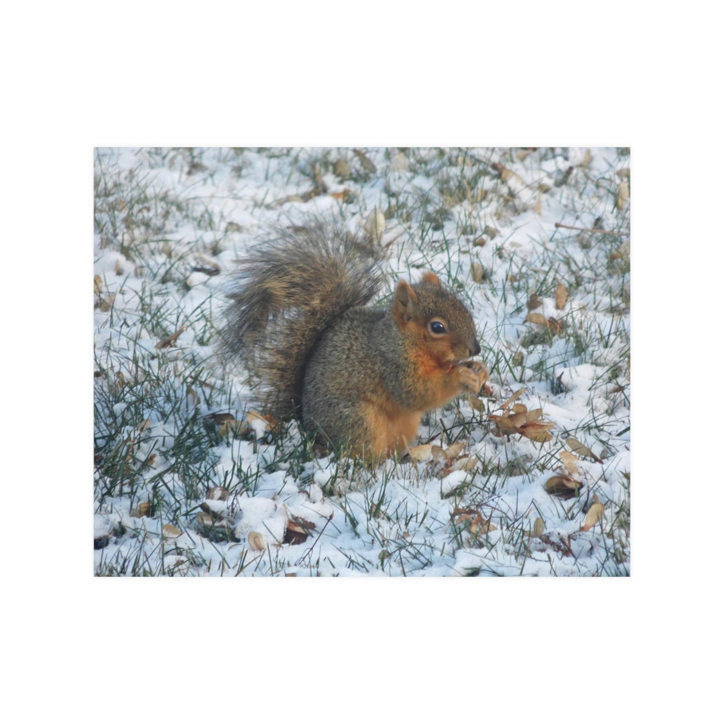 Winter Squirrel Satin Posters