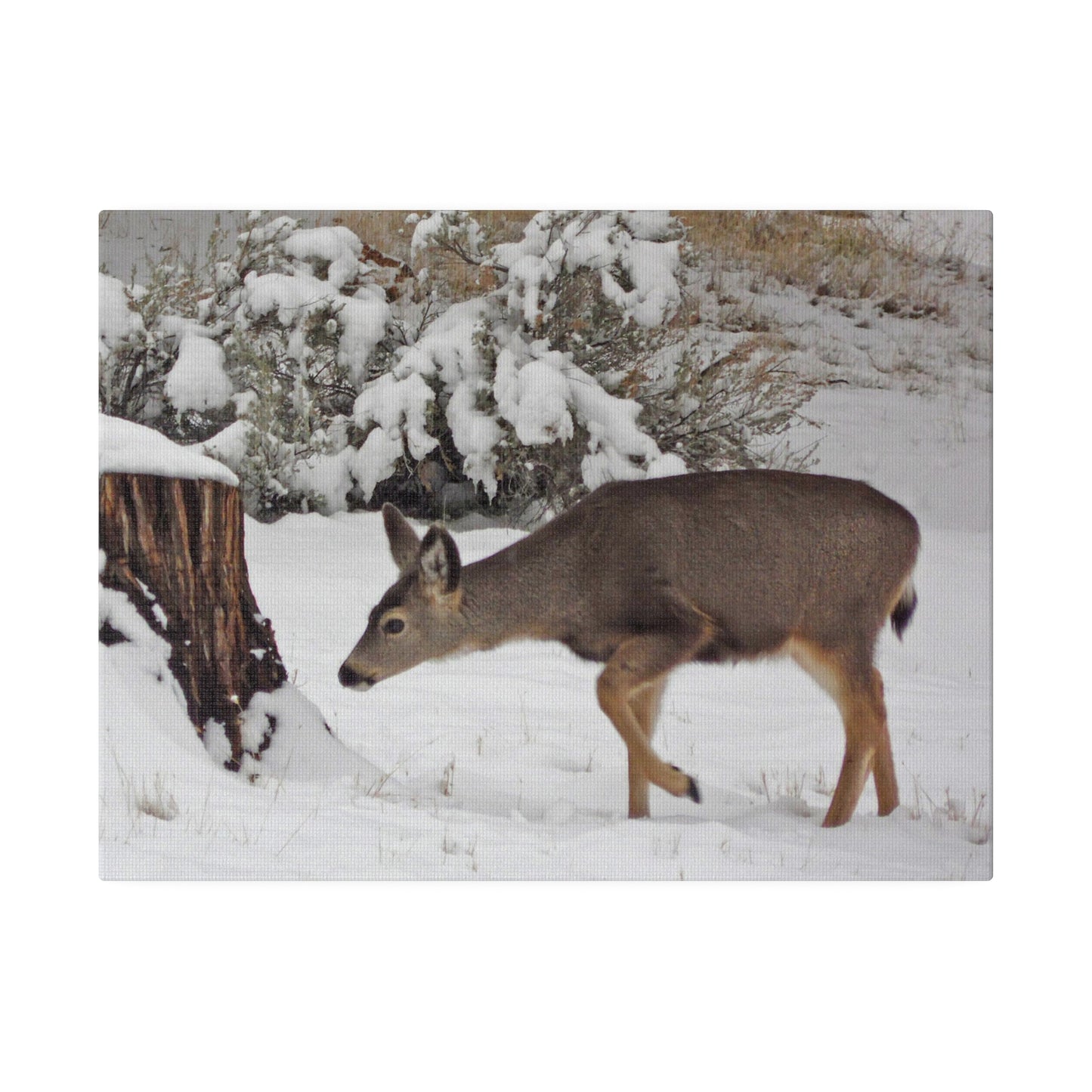 Winter Deer Matte Canvas