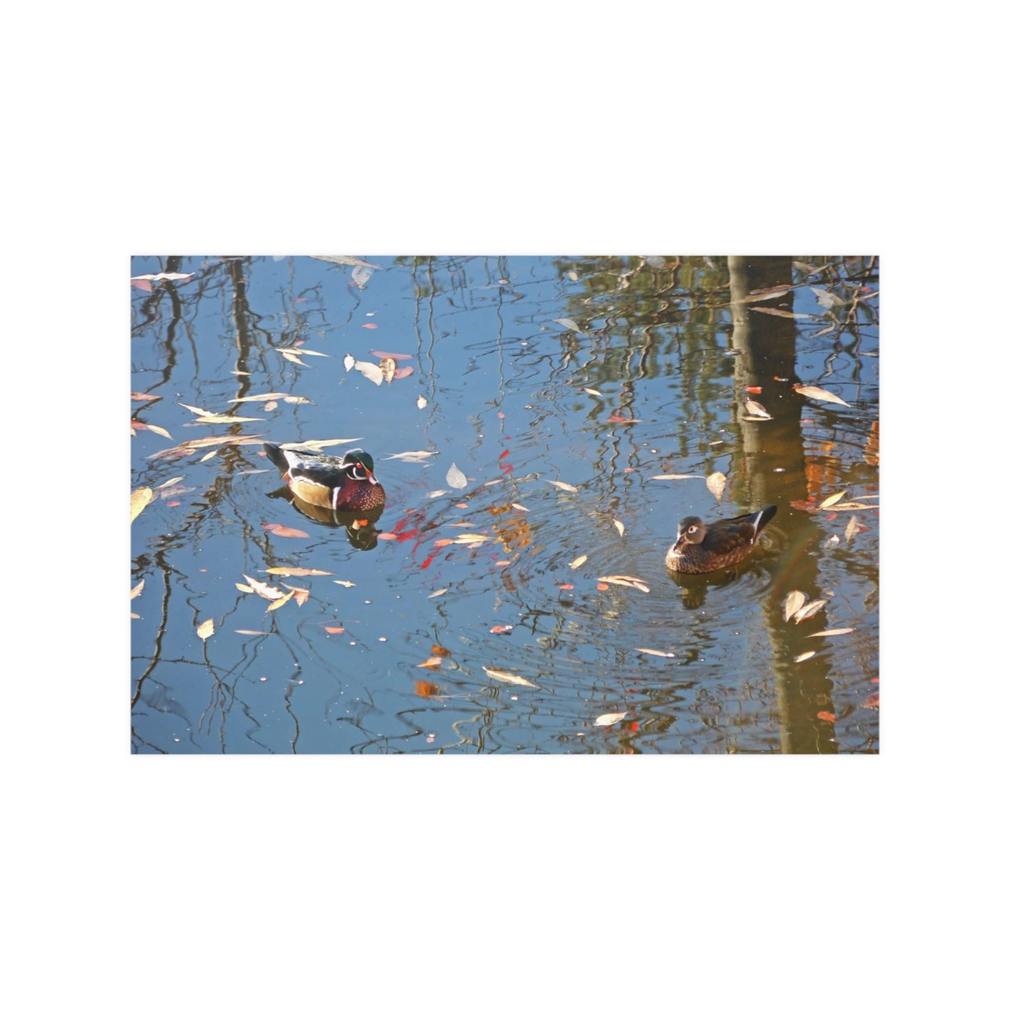 Autumn Wood Duck Couple Satin Posters