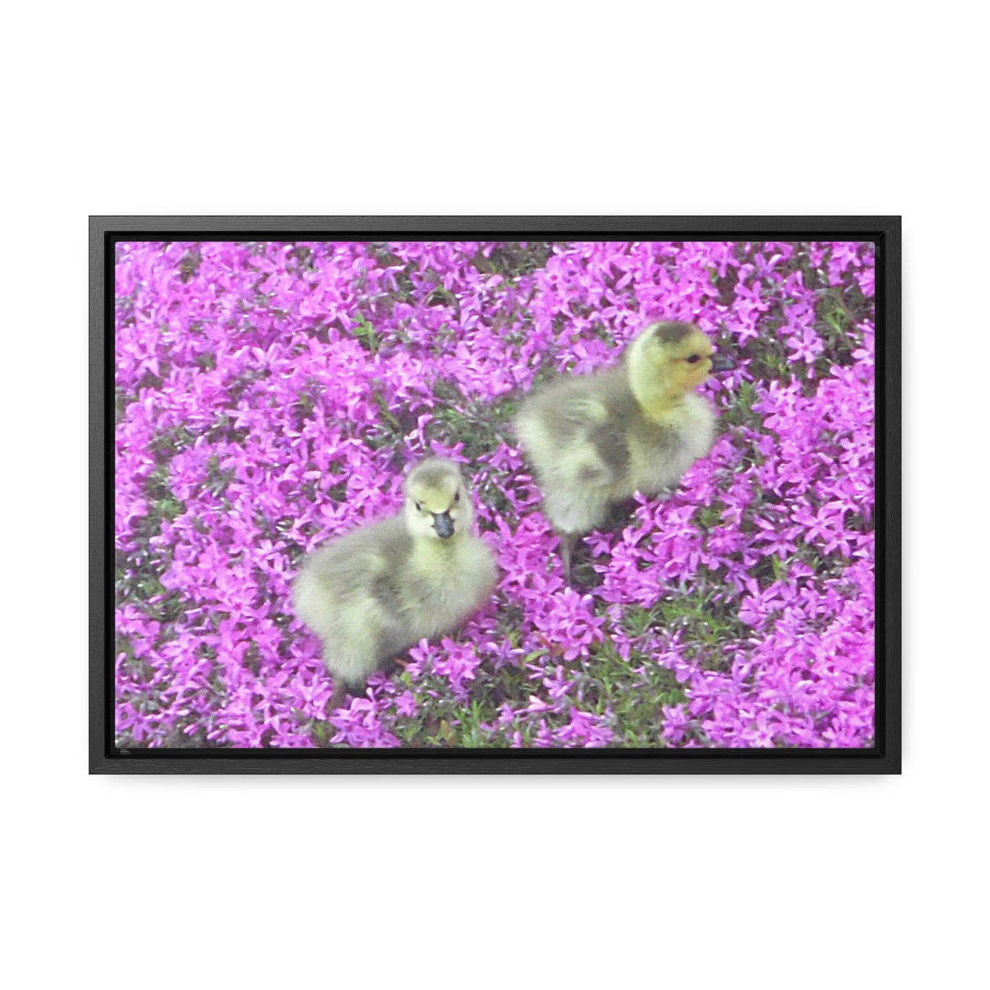 Precious Peeps Gallery Canvas Wraps Framed