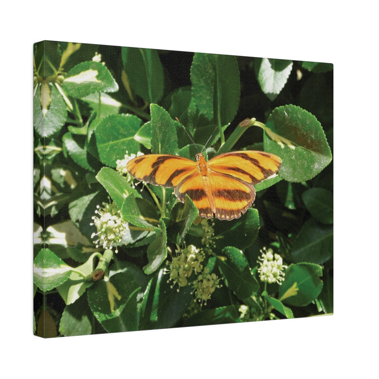 Golden Butterfly Matte Canvas