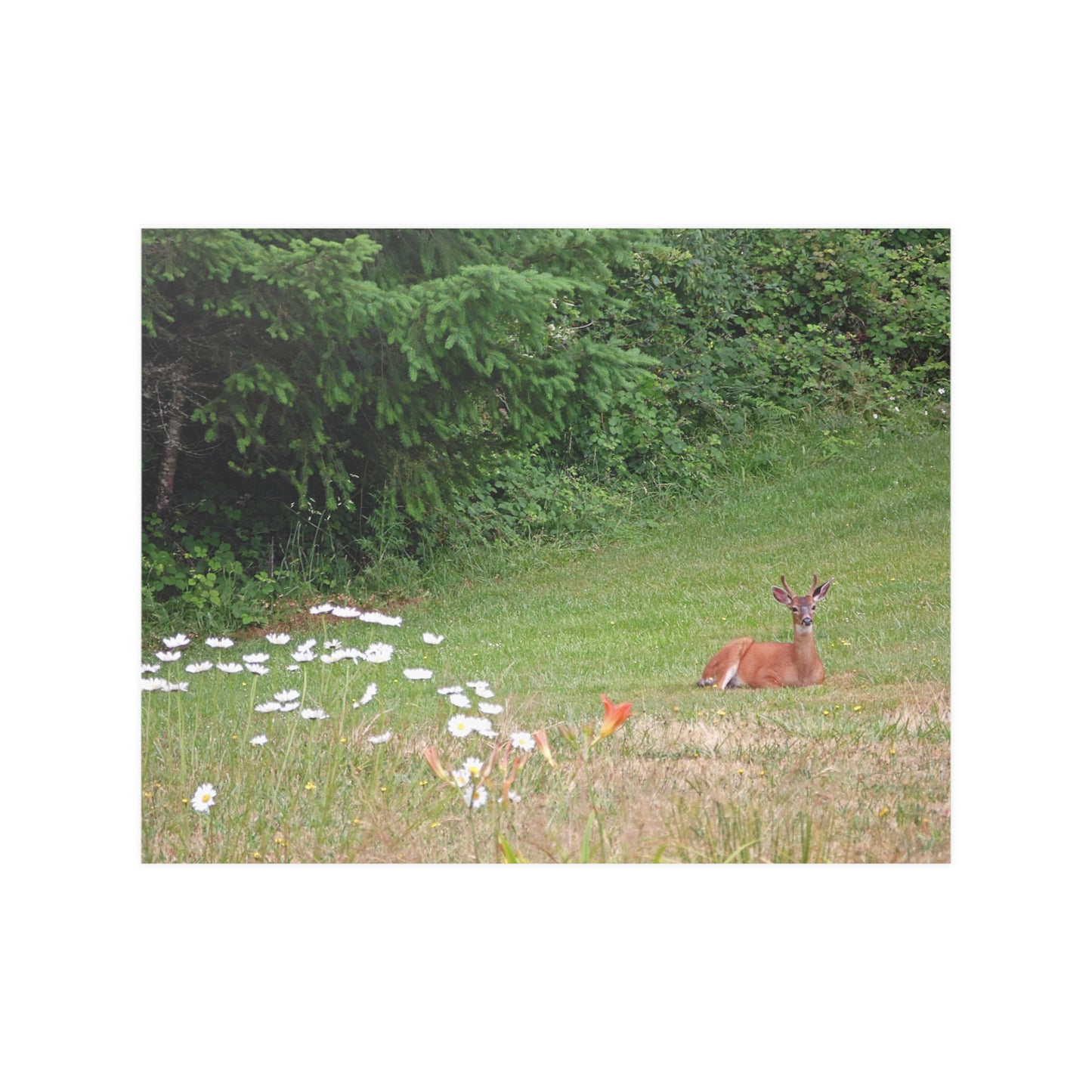 Peace In The Meadow Satin Posters