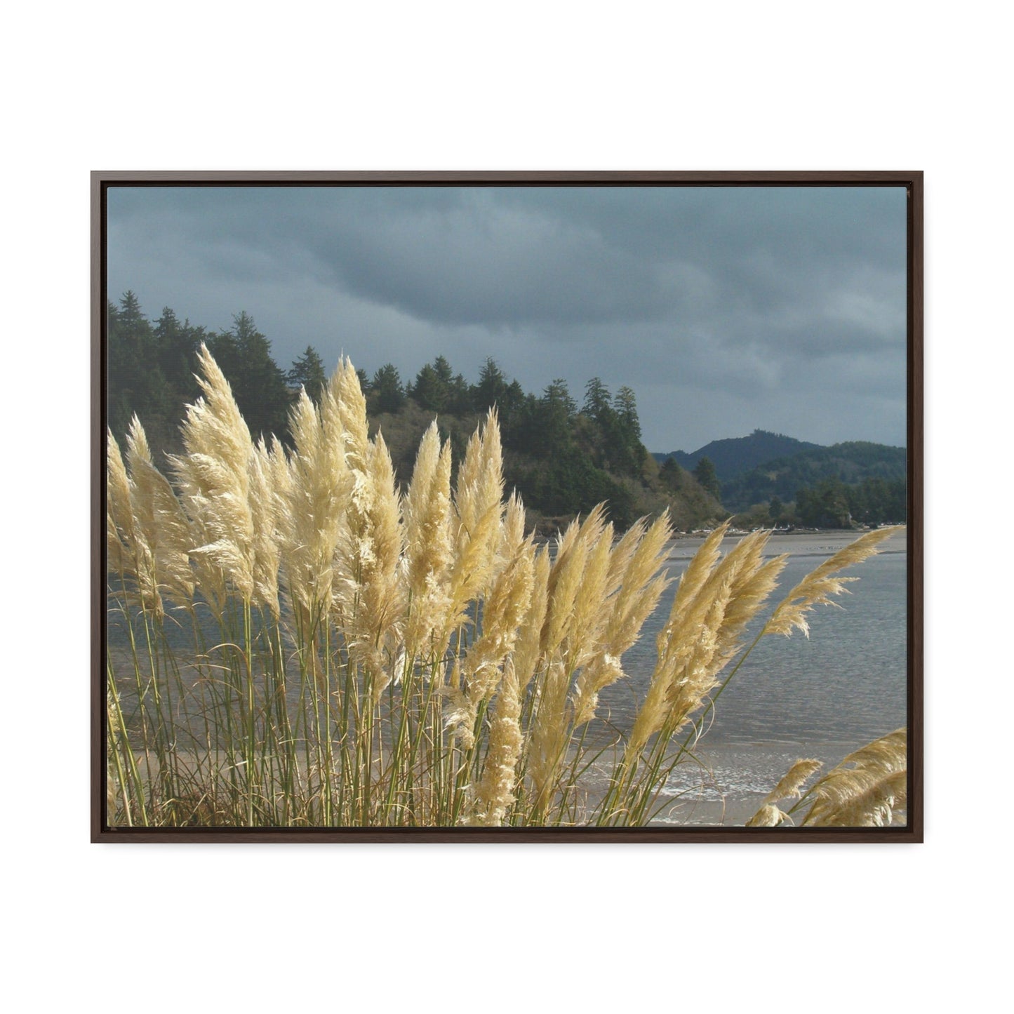 Golden Coastal Pampas Gallery Canvas Wraps Framed