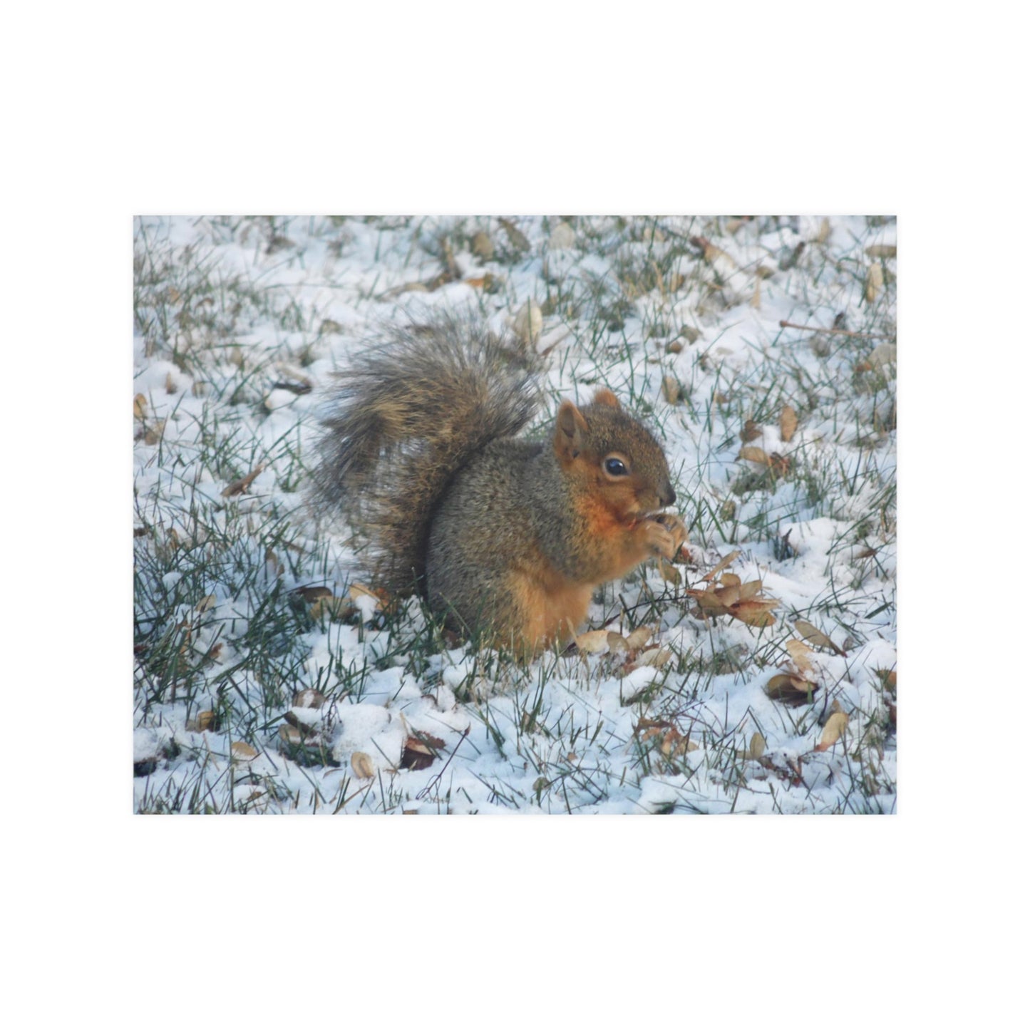 Winter Squirrel Satin Posters