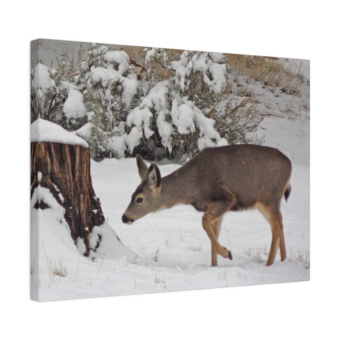 Winter Deer Matte Canvas