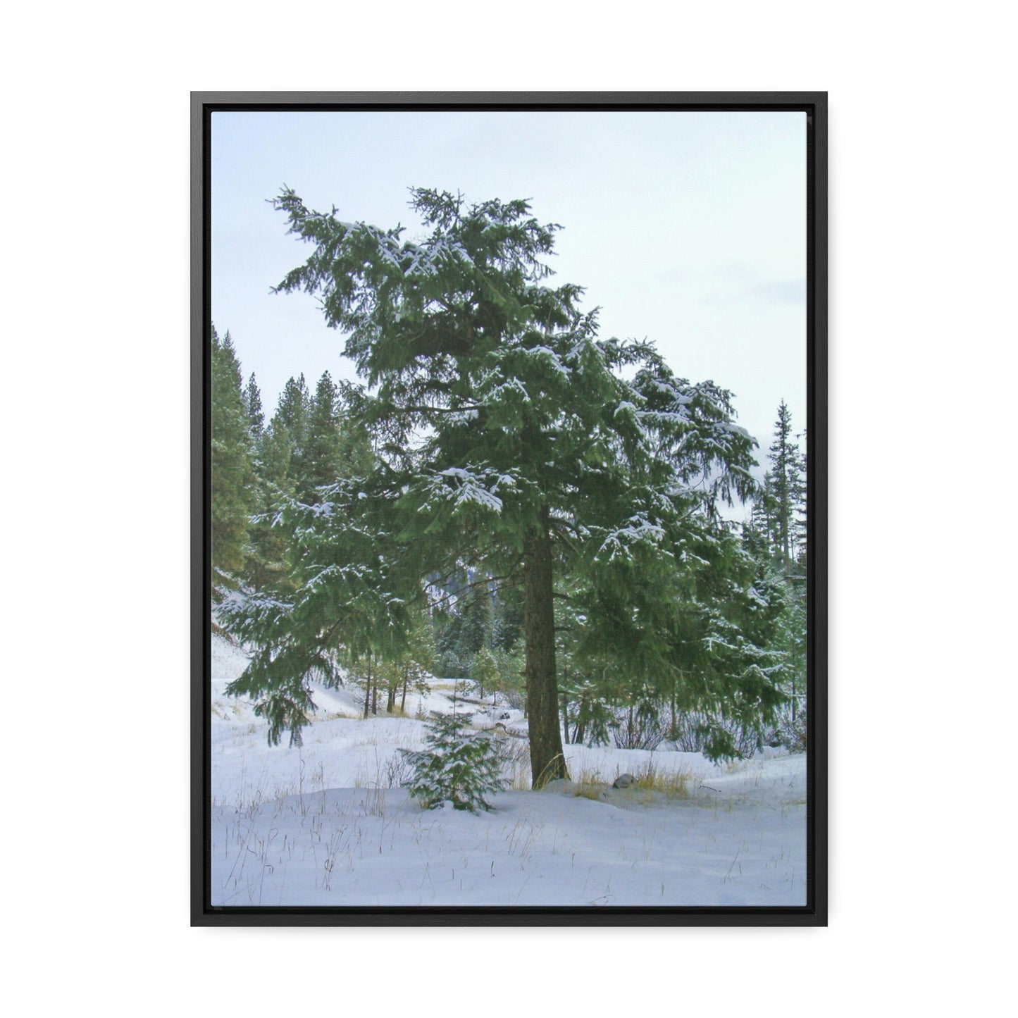 Winter Protector Gallery Canvas Wraps Framed