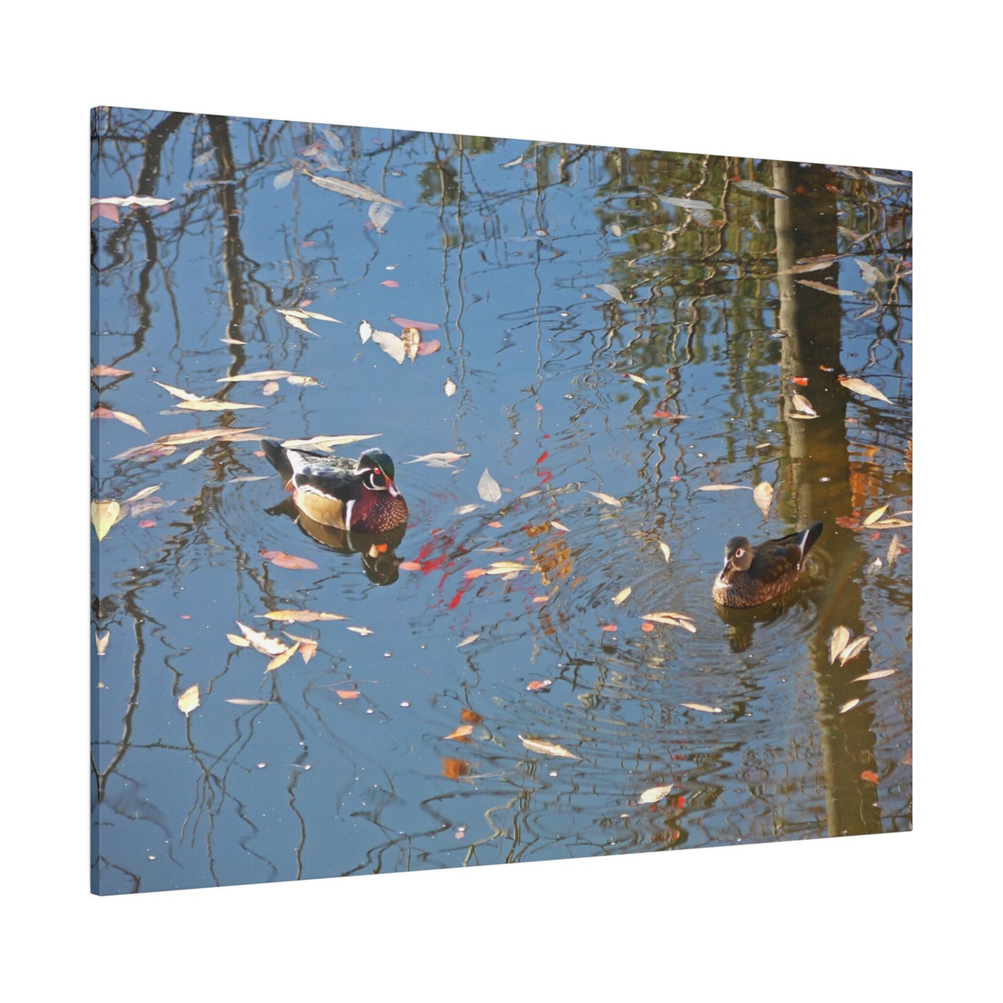 Autumn Wood Duck Couple Matte Canvas