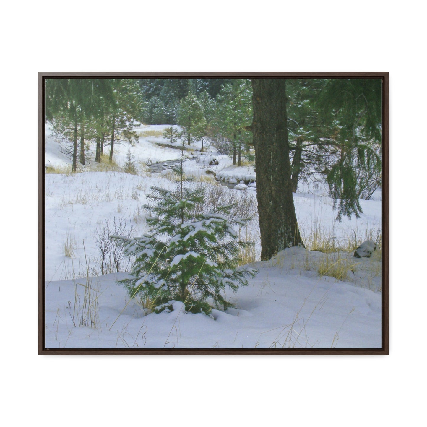 Christmas Tree Creek Gallery Canvas Wraps Framed