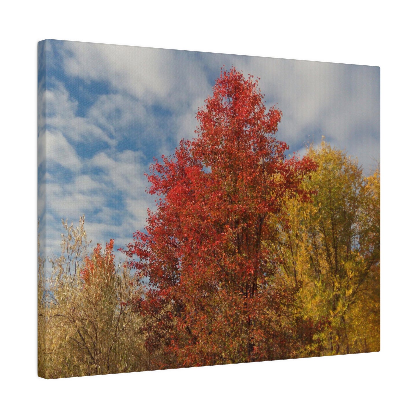 Autumn Sky Matte Canvas