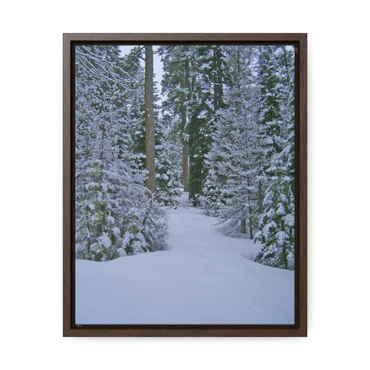 Snowy Woods Gallery Canvas Wraps Framed