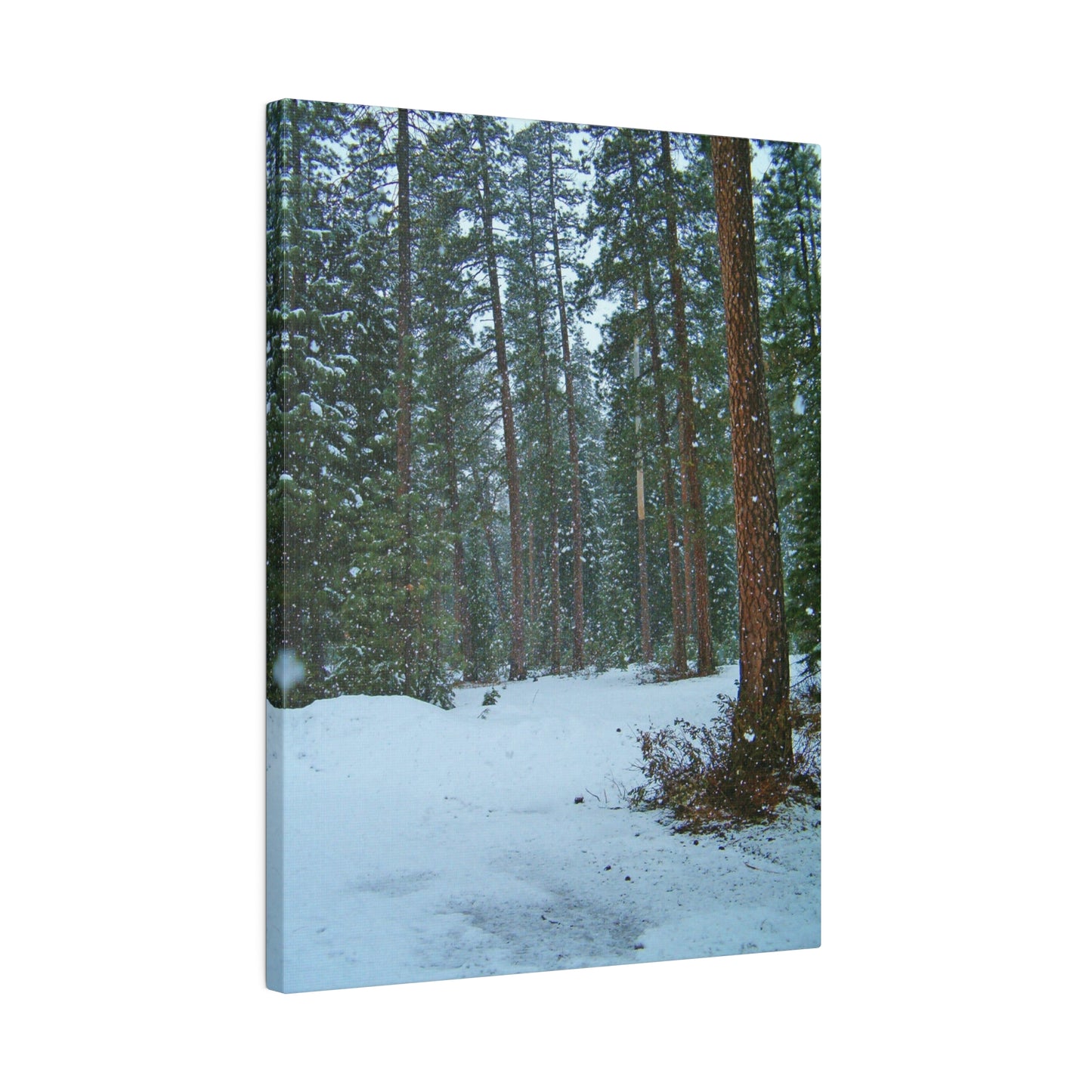 Snowfall Matte Canvas