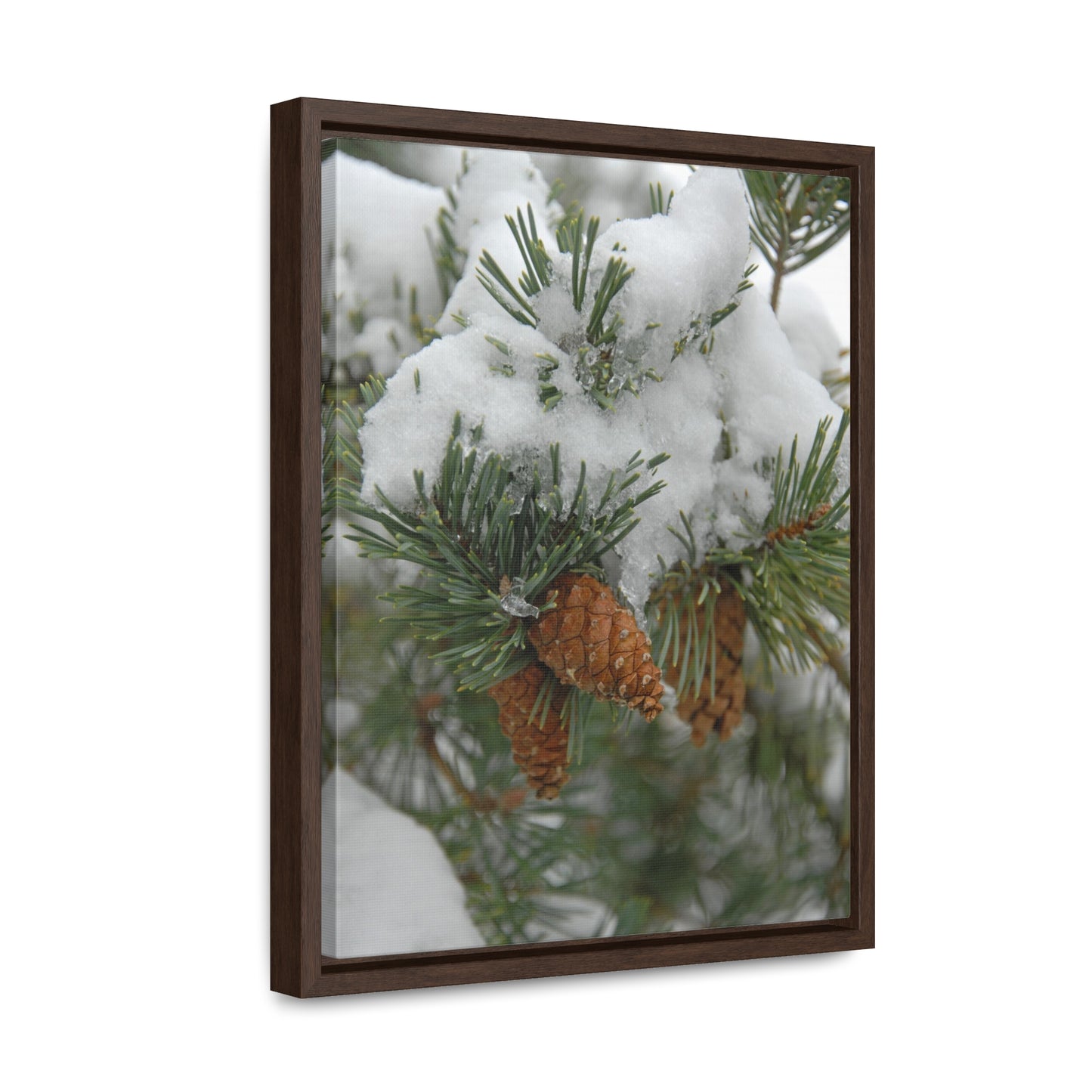 Snowy Fir Cones Gallery Canvas Wraps Framed