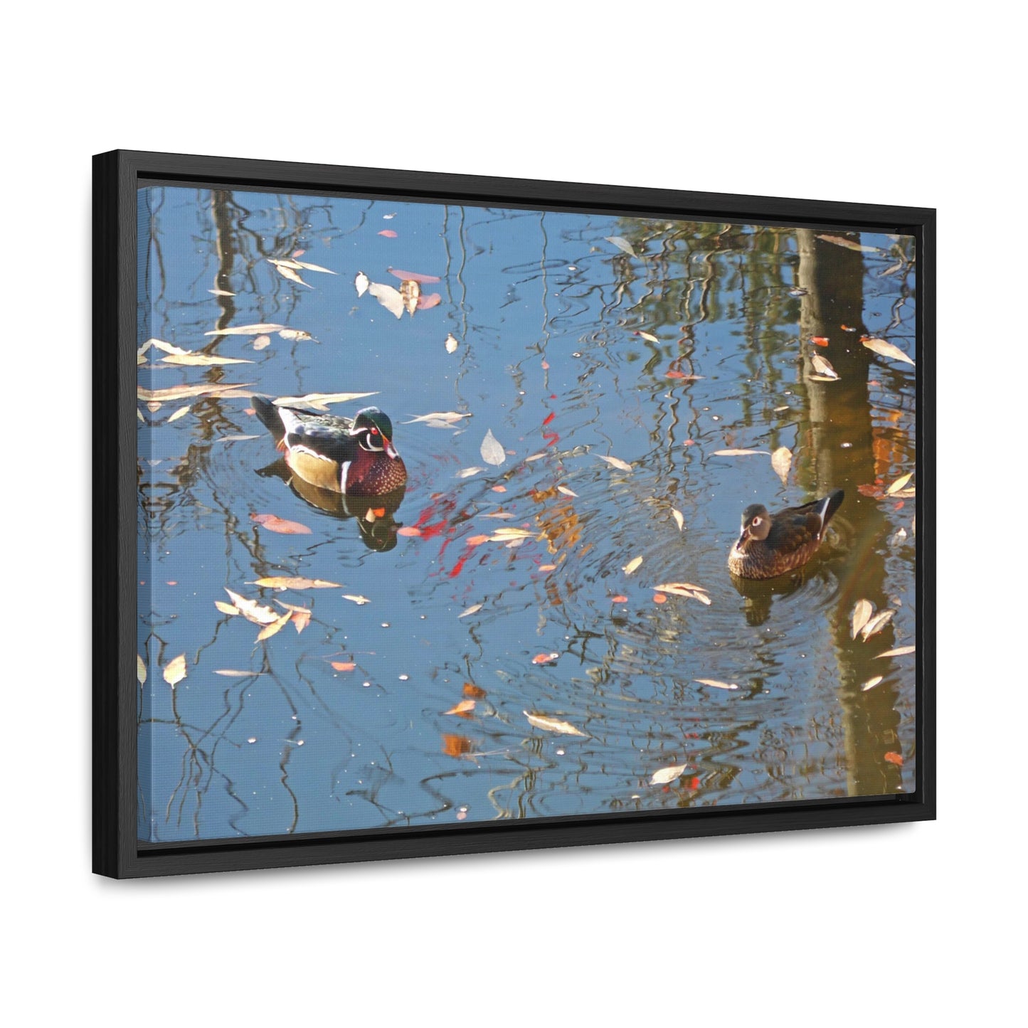 Autumn Wood Duck Couple Gallery Canvas Wraps Framed