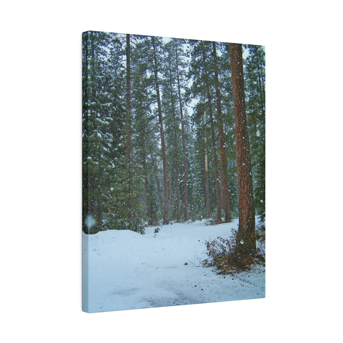 Snowfall Matte Canvas