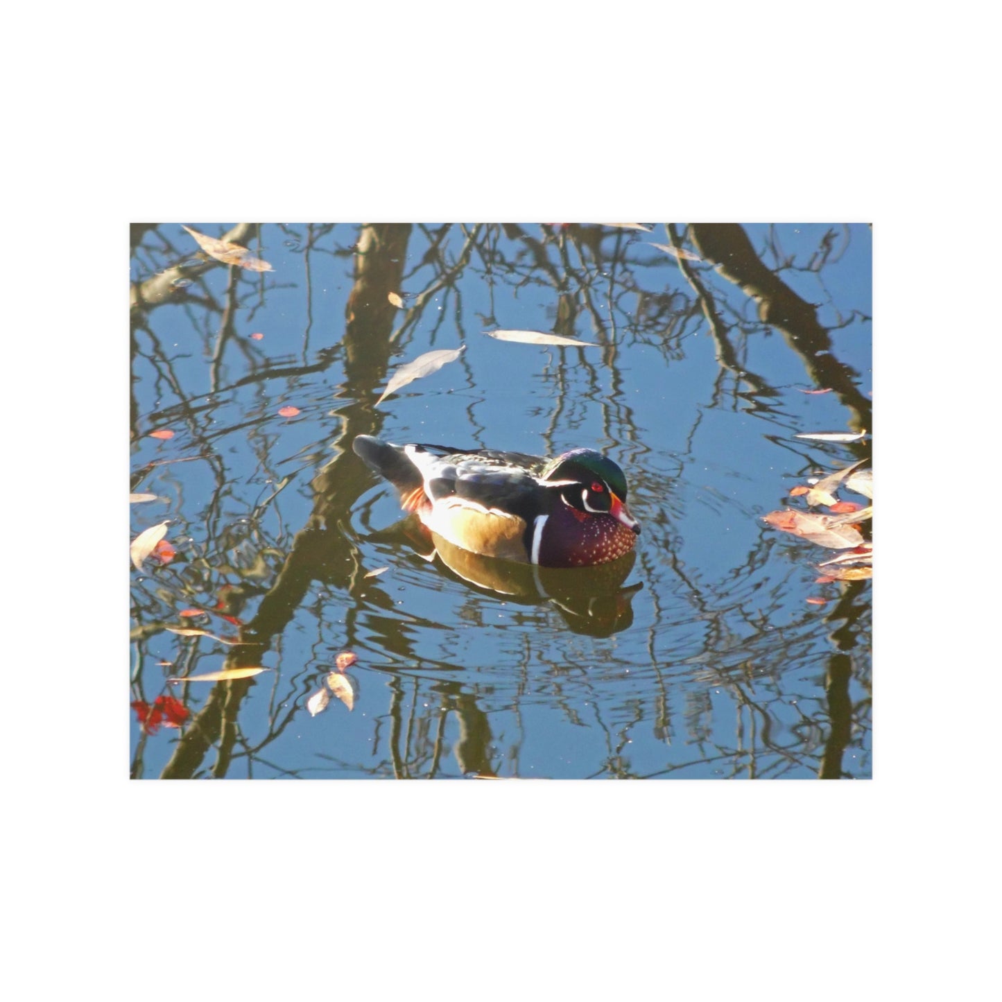 Reflections Wood Duck Satin Posters