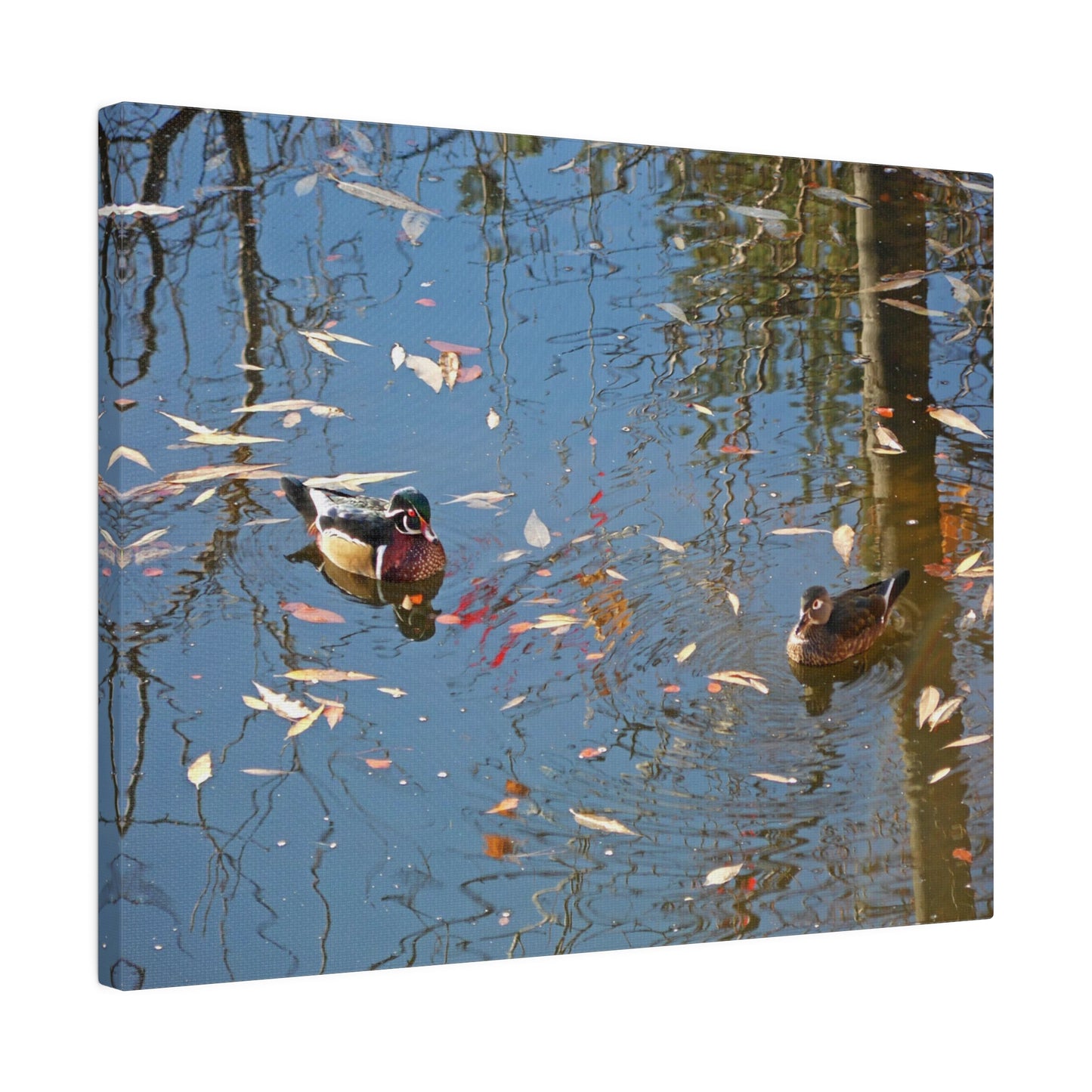 Autumn Wood Duck Couple Matte Canvas