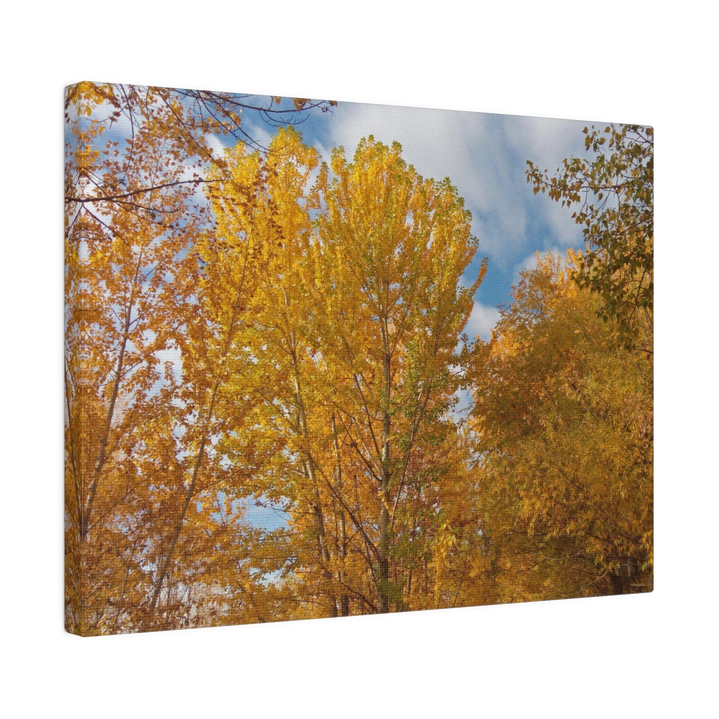 Autumn Gold Matte Canvas
