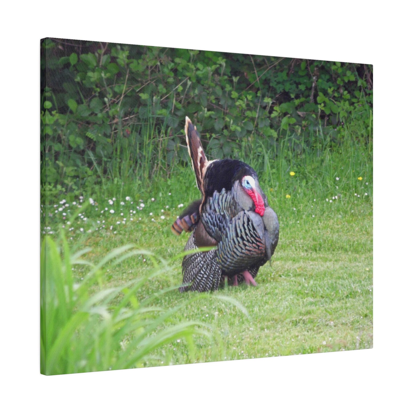 Turkey Trot Matte Canvas
