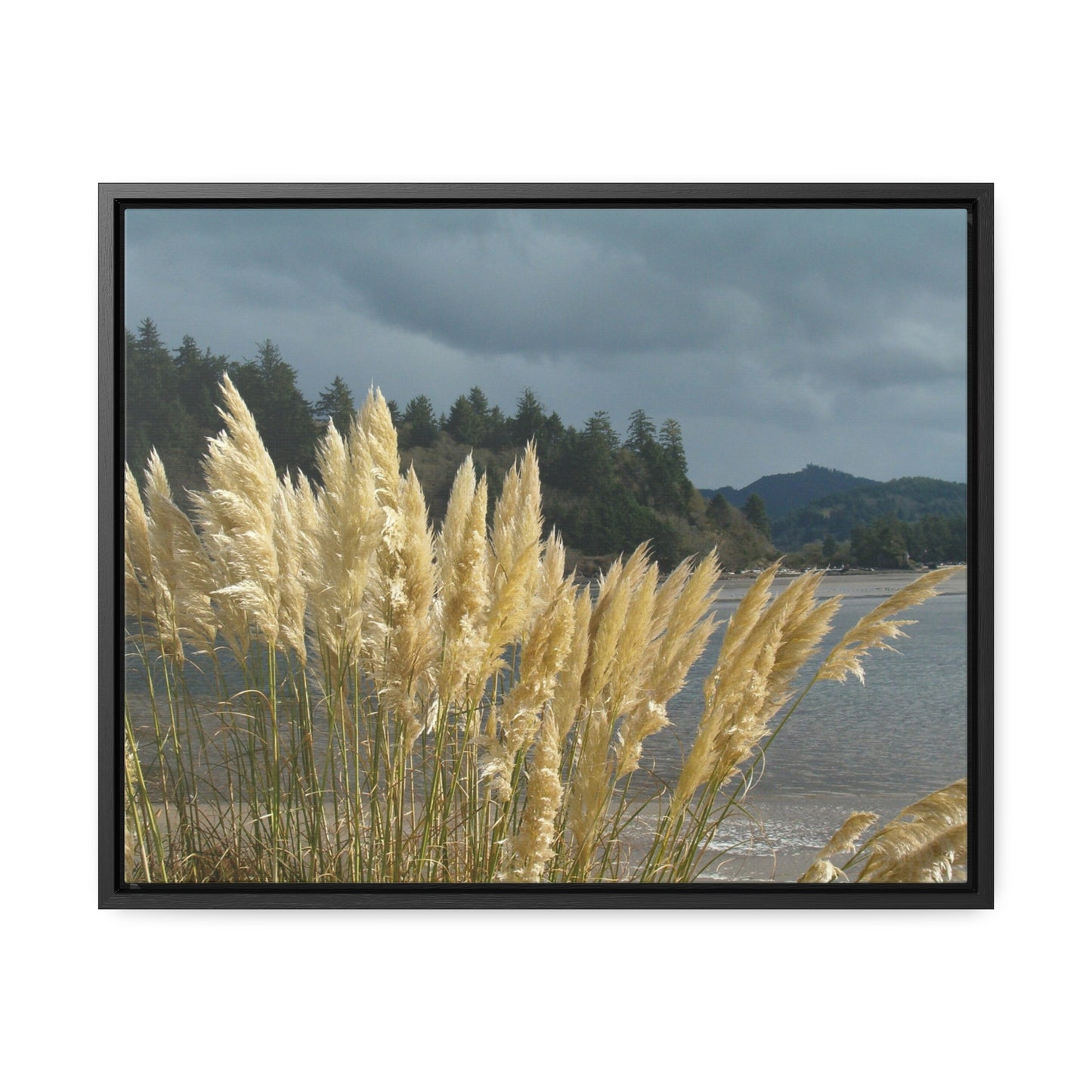 Golden Coastal Pampas Gallery Canvas Wraps Framed