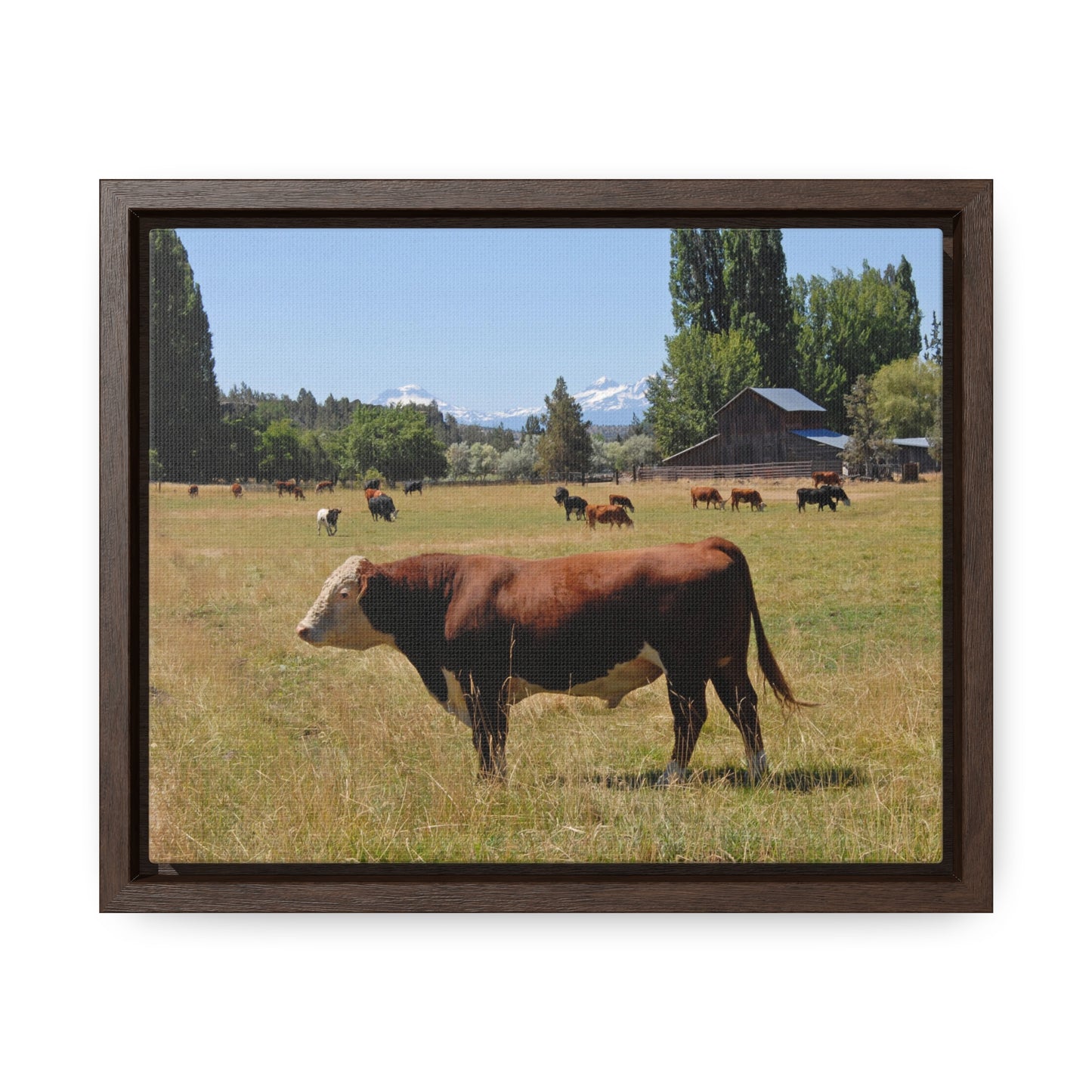 King Of The Pasture Gallery Canvas Wraps Framed