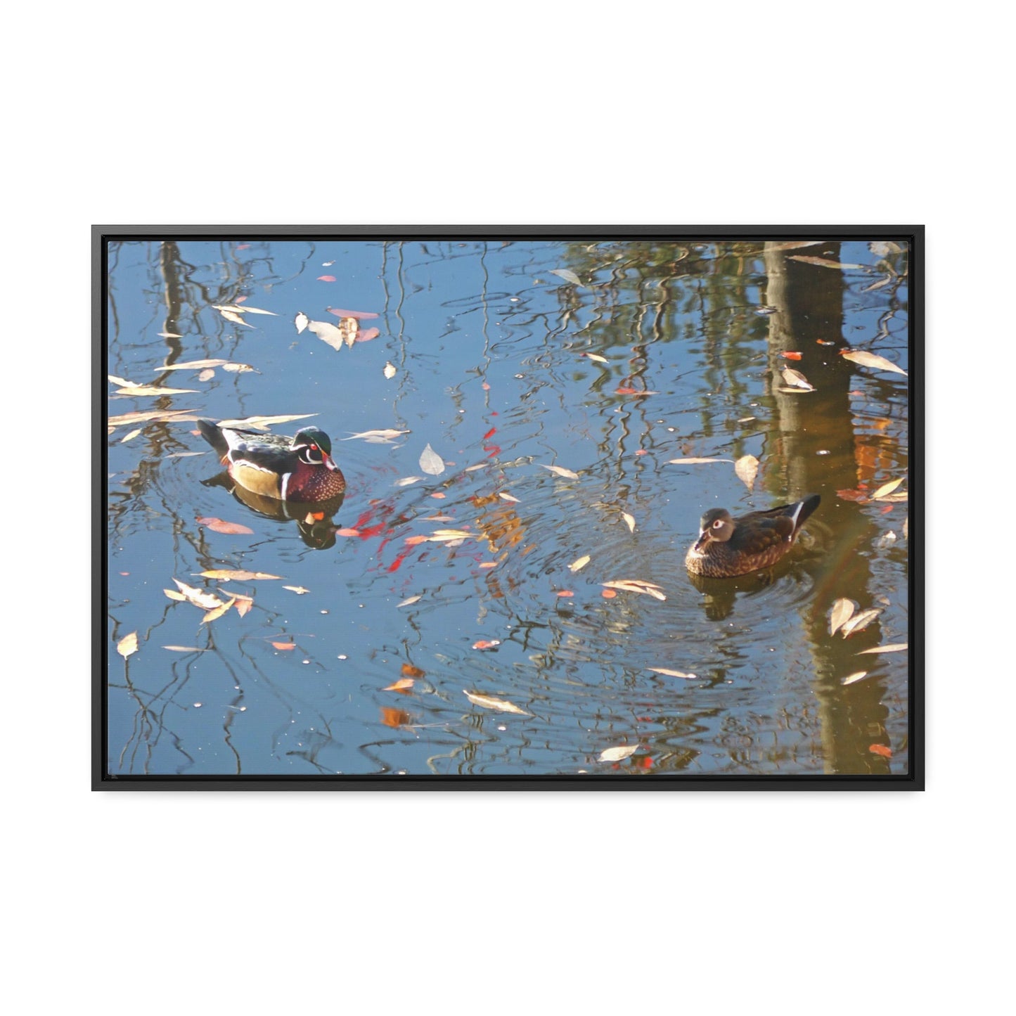 Autumn Wood Duck Couple Gallery Canvas Wraps Framed