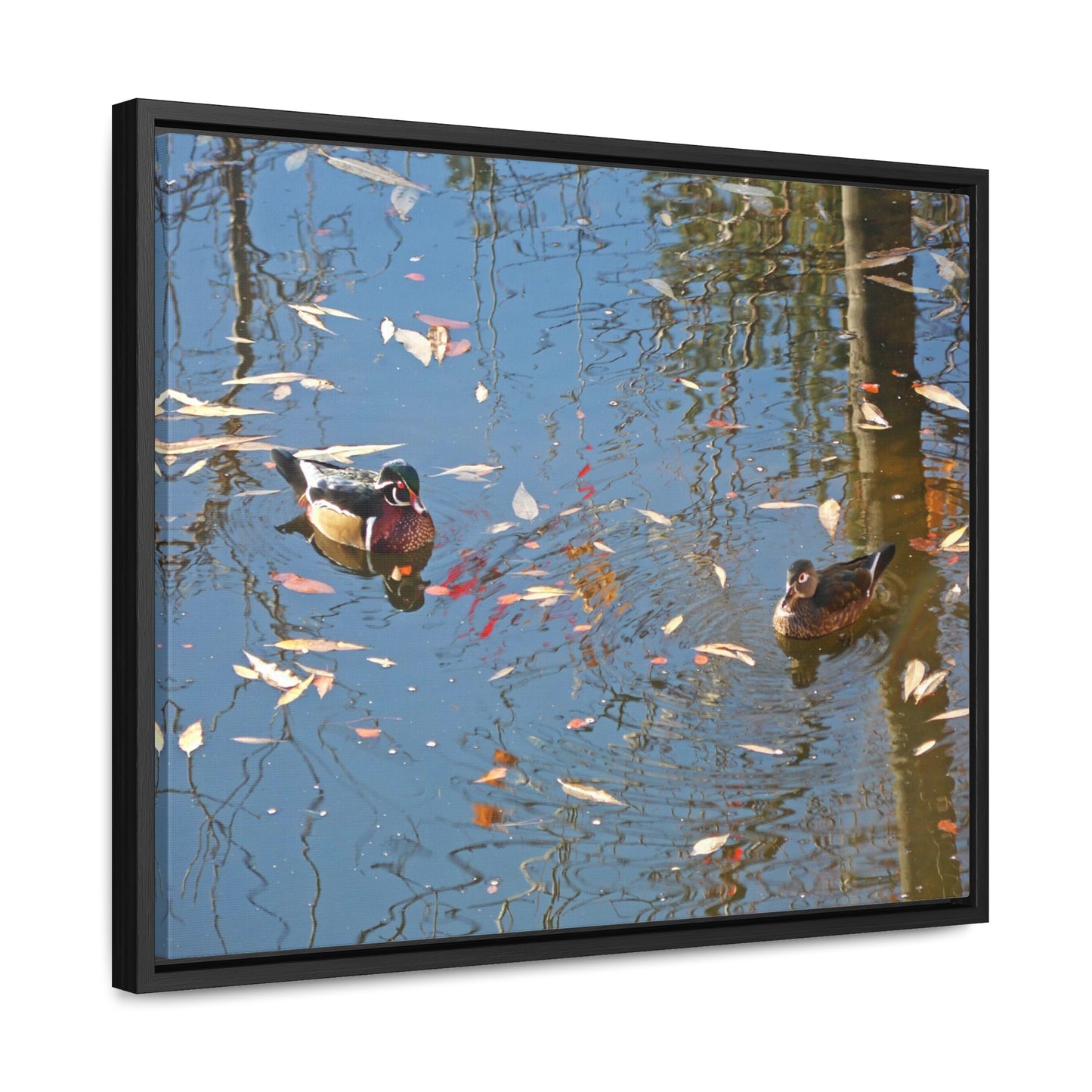 Autumn Wood Duck Couple Gallery Canvas Wraps Framed