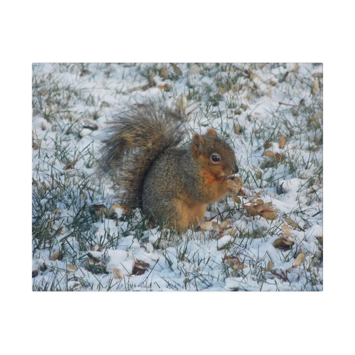 Winter Squirrel Matte Canvas