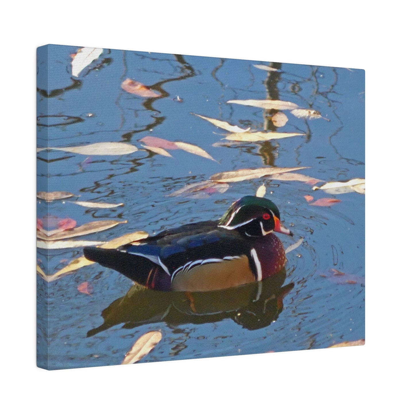 Autumn Wood Duck Matte Canvas