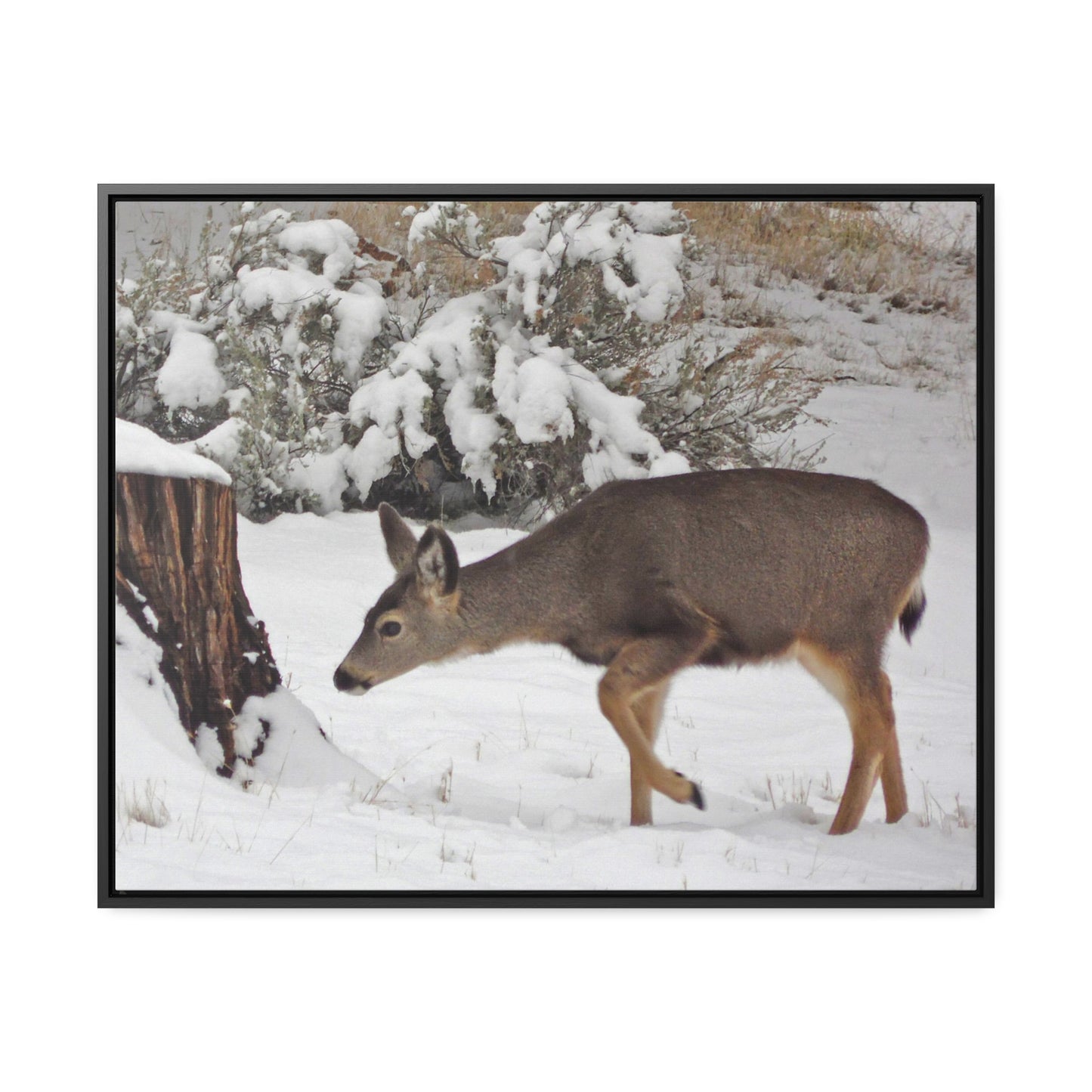 Winter Deer Gallery Canvas Wraps Framed