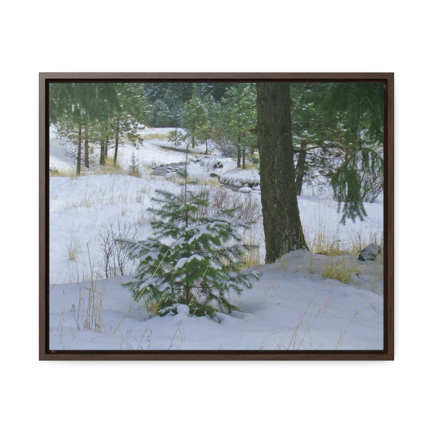 Christmas Tree Creek Gallery Canvas Wraps Framed