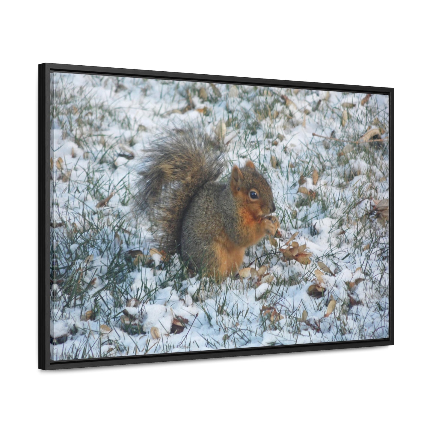 Winter Squirrel Gallery Canvas Wraps Framed