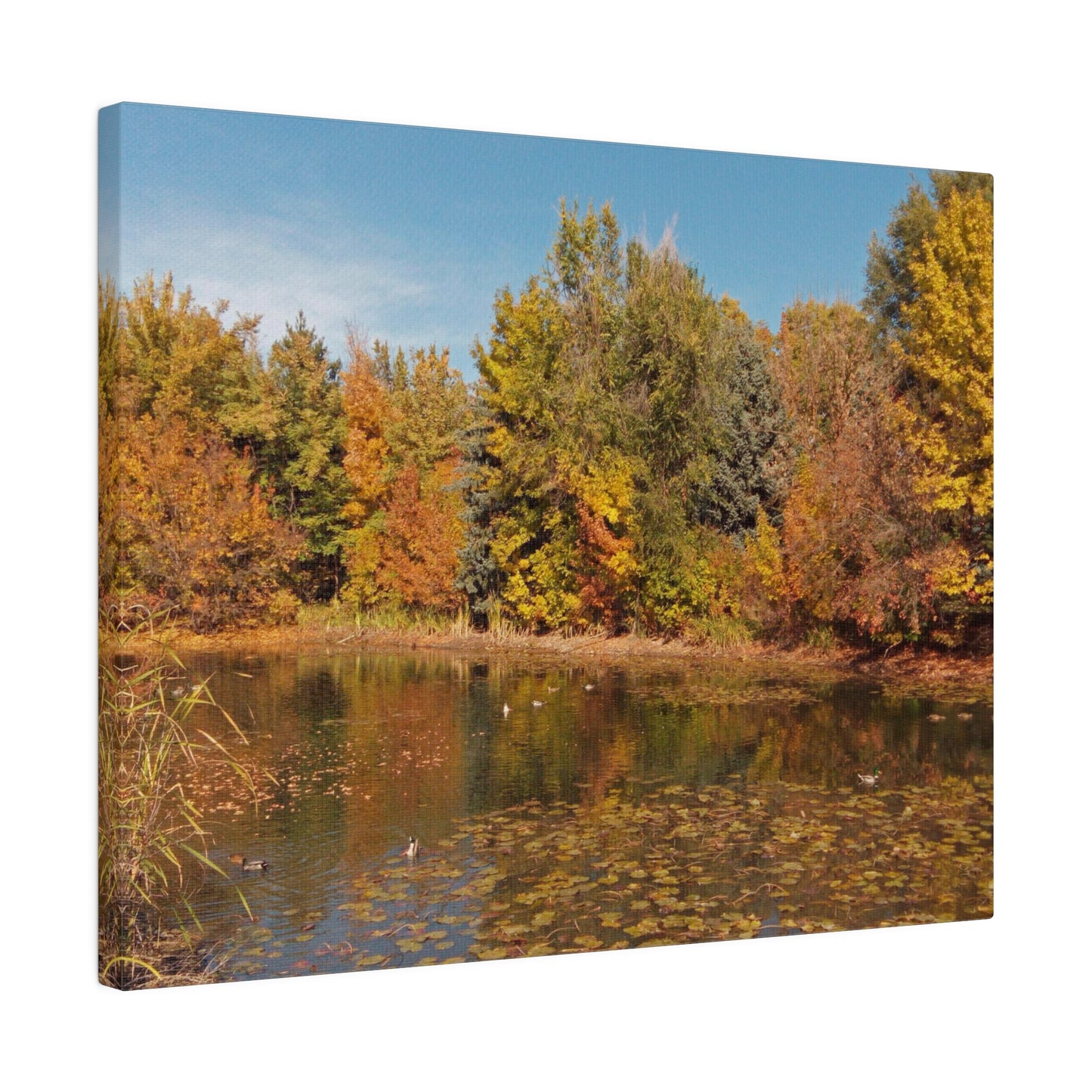 Autumn Duck Pond Matte Canvas