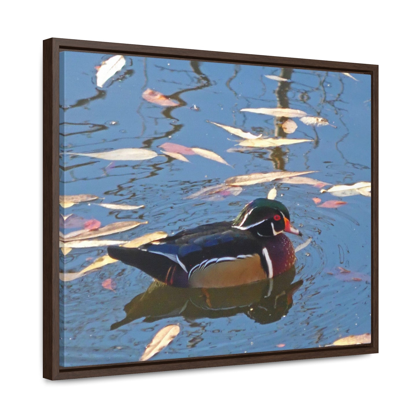 Autumn Wood Duck Gallery Canvas Wraps Framed