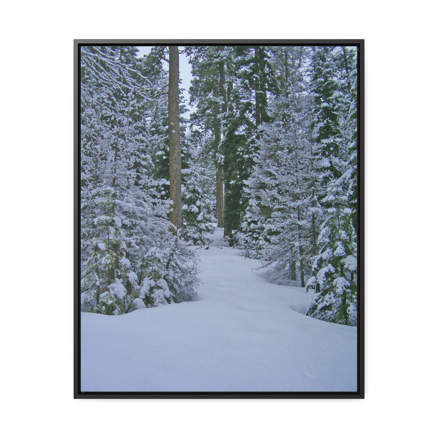 Snowy Woods Gallery Canvas Wraps Framed