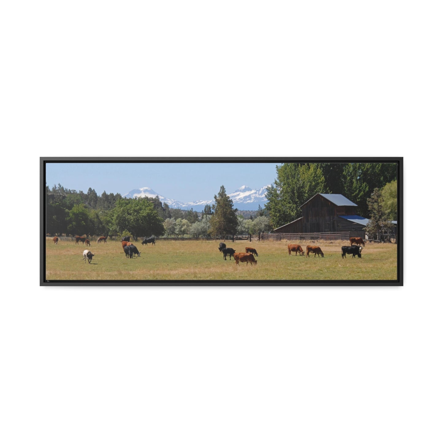 Picturesque Cattle Gallery Canvas Wrap Panoramic Framed