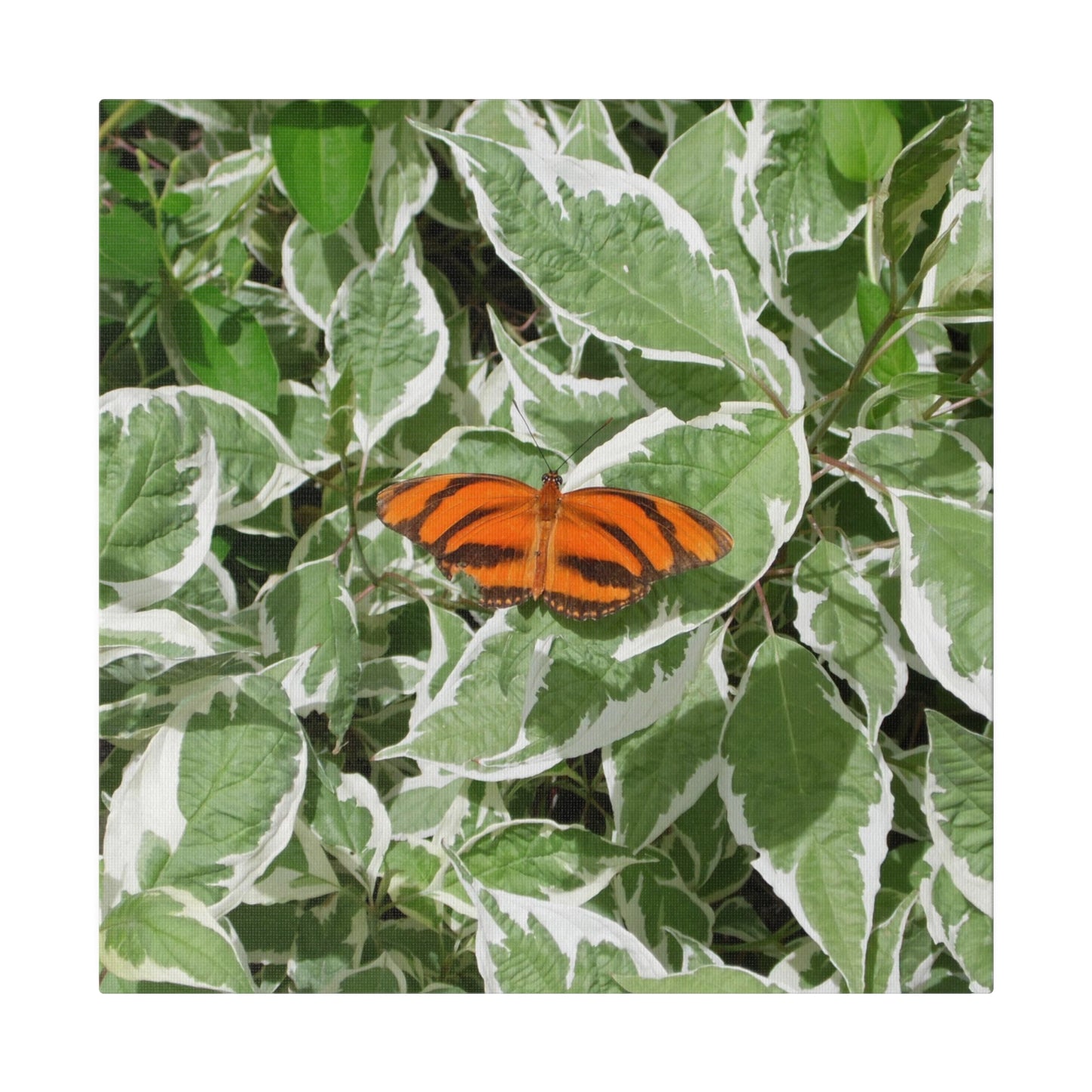 Leaves & Butterfly Square Matte Canvas