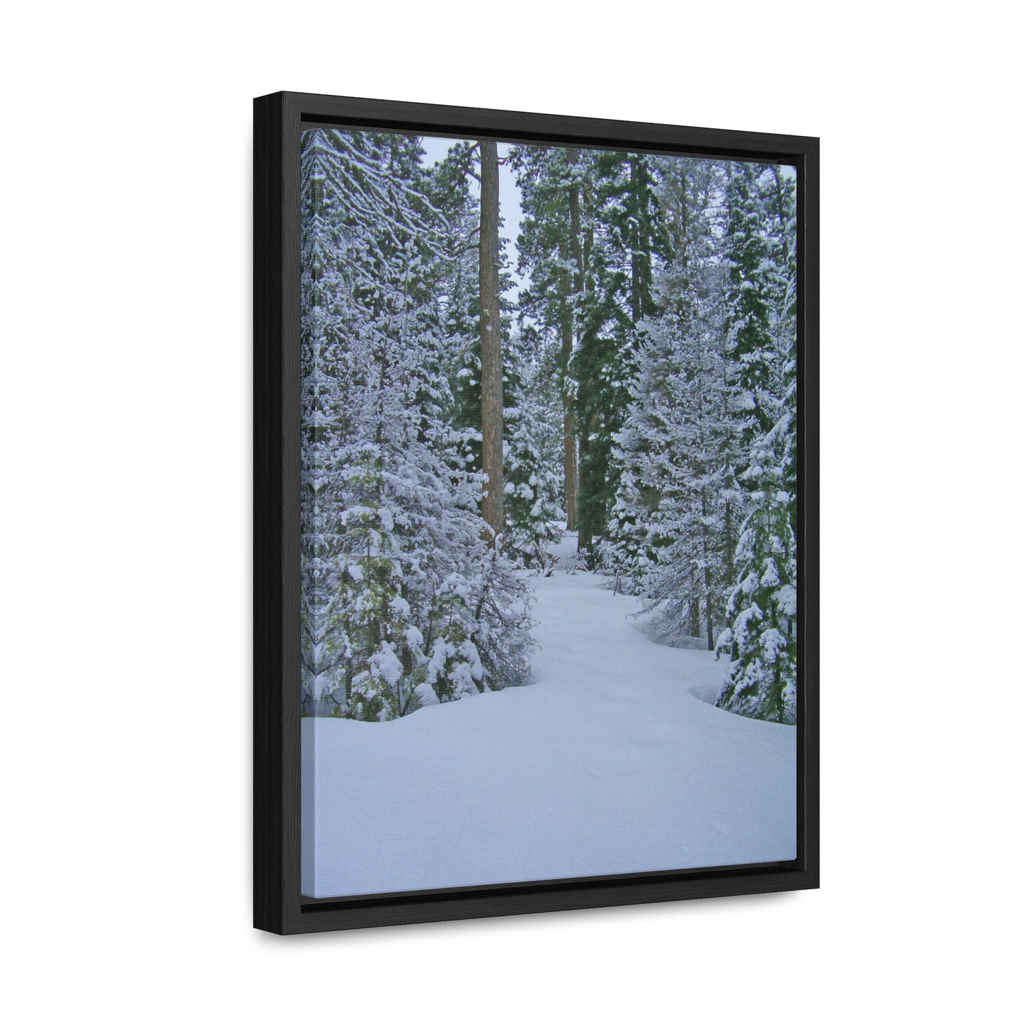 Snowy Woods Gallery Canvas Wraps Framed