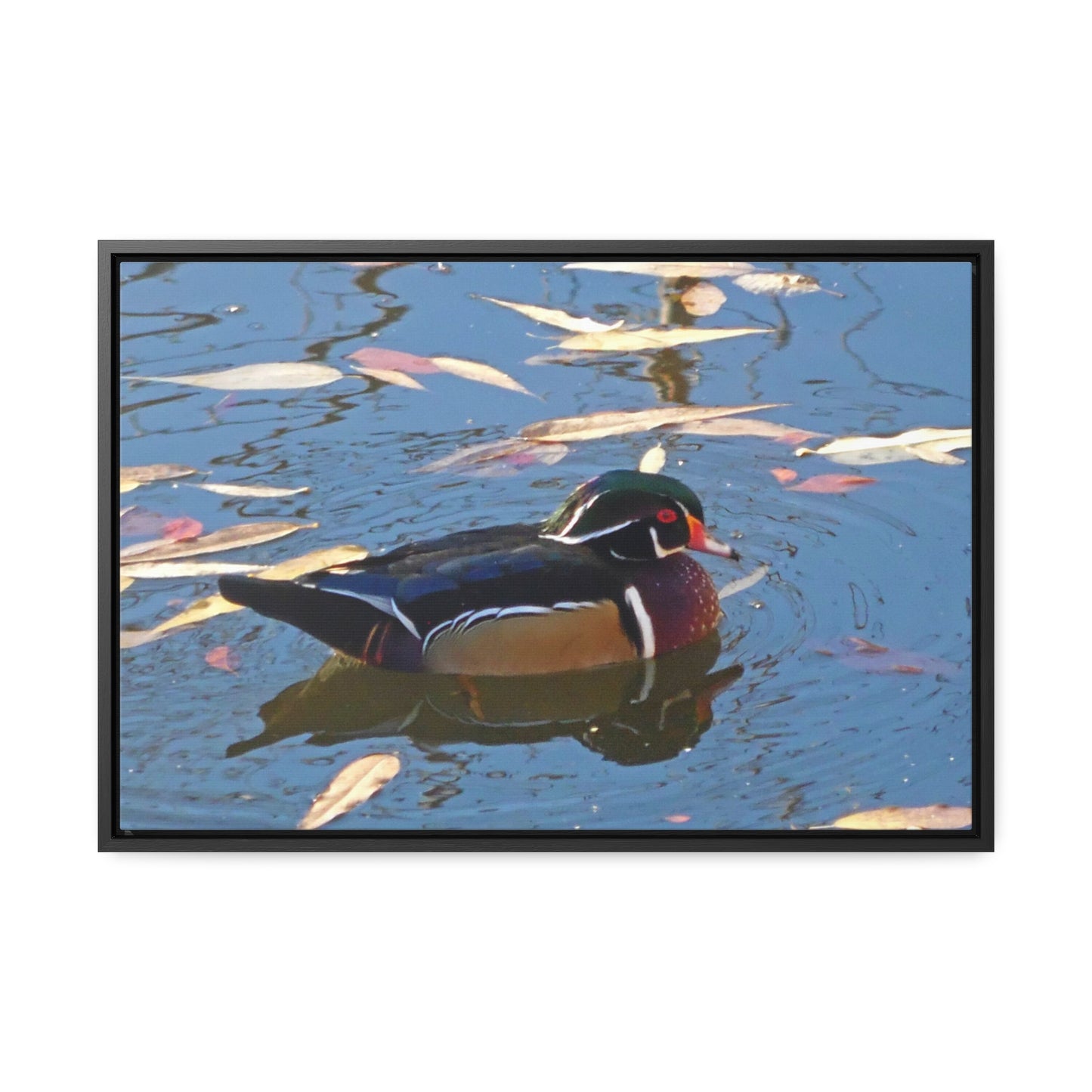 Autumn Wood Duck Gallery Canvas Wraps Framed