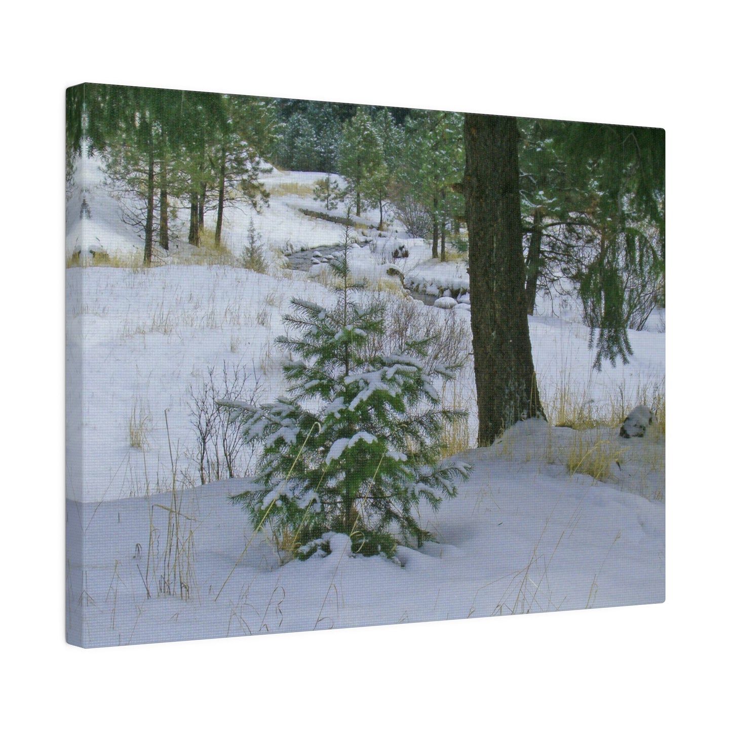 Christmas Tree Creek Matte Canvas