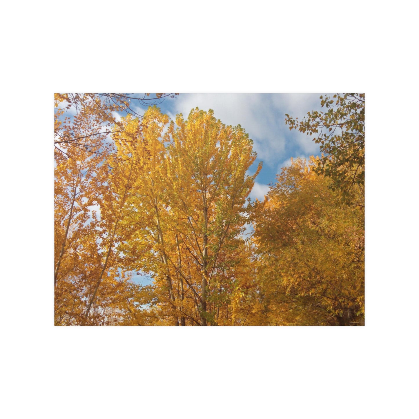 Autumn Gold Satin Posters