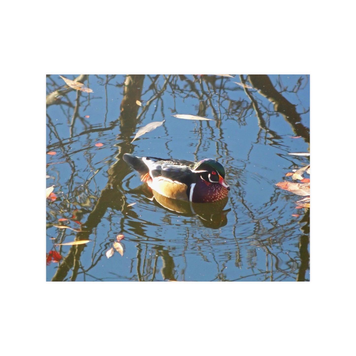 Reflections Wood Duck Satin Posters