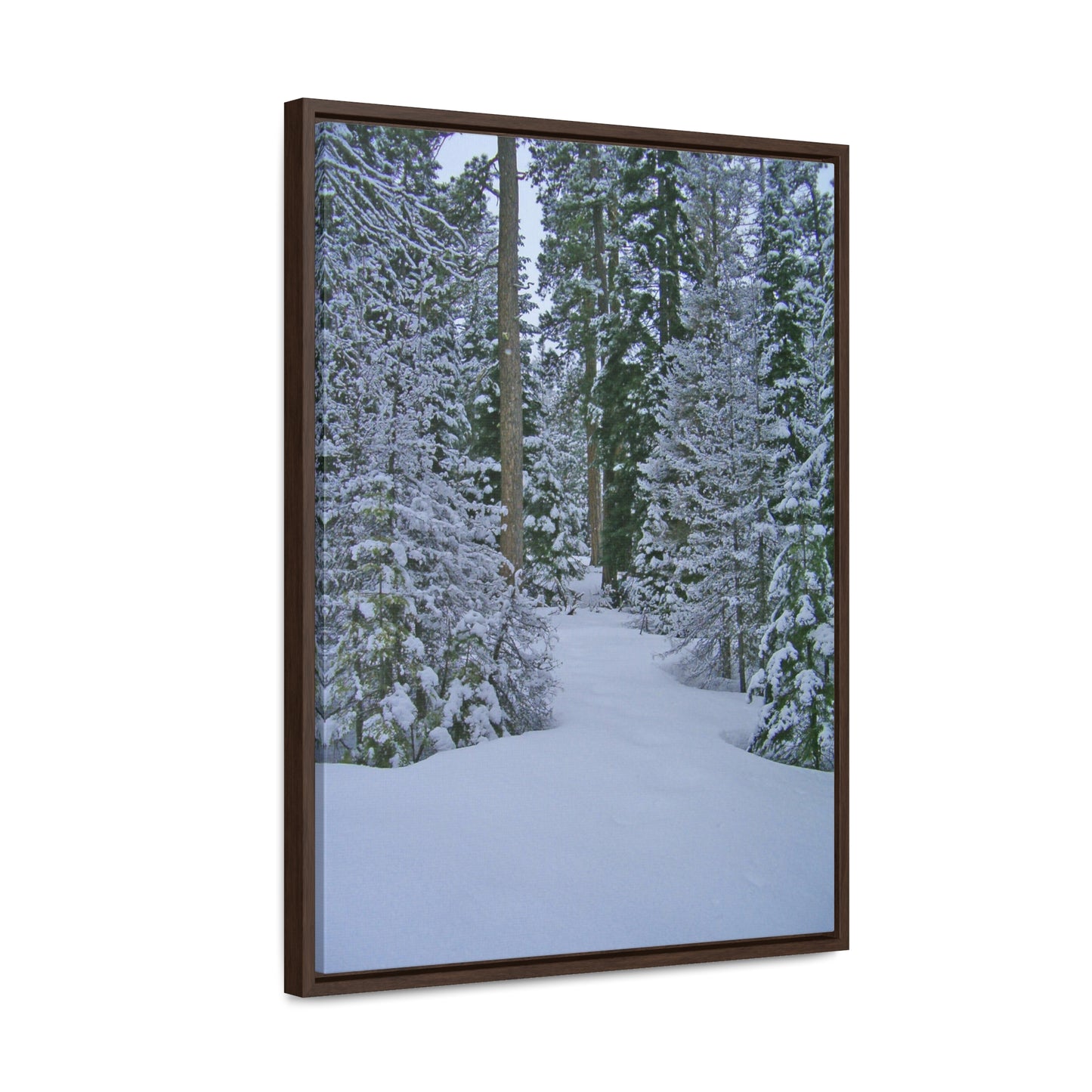 Snowy Woods Gallery Canvas Wraps Framed