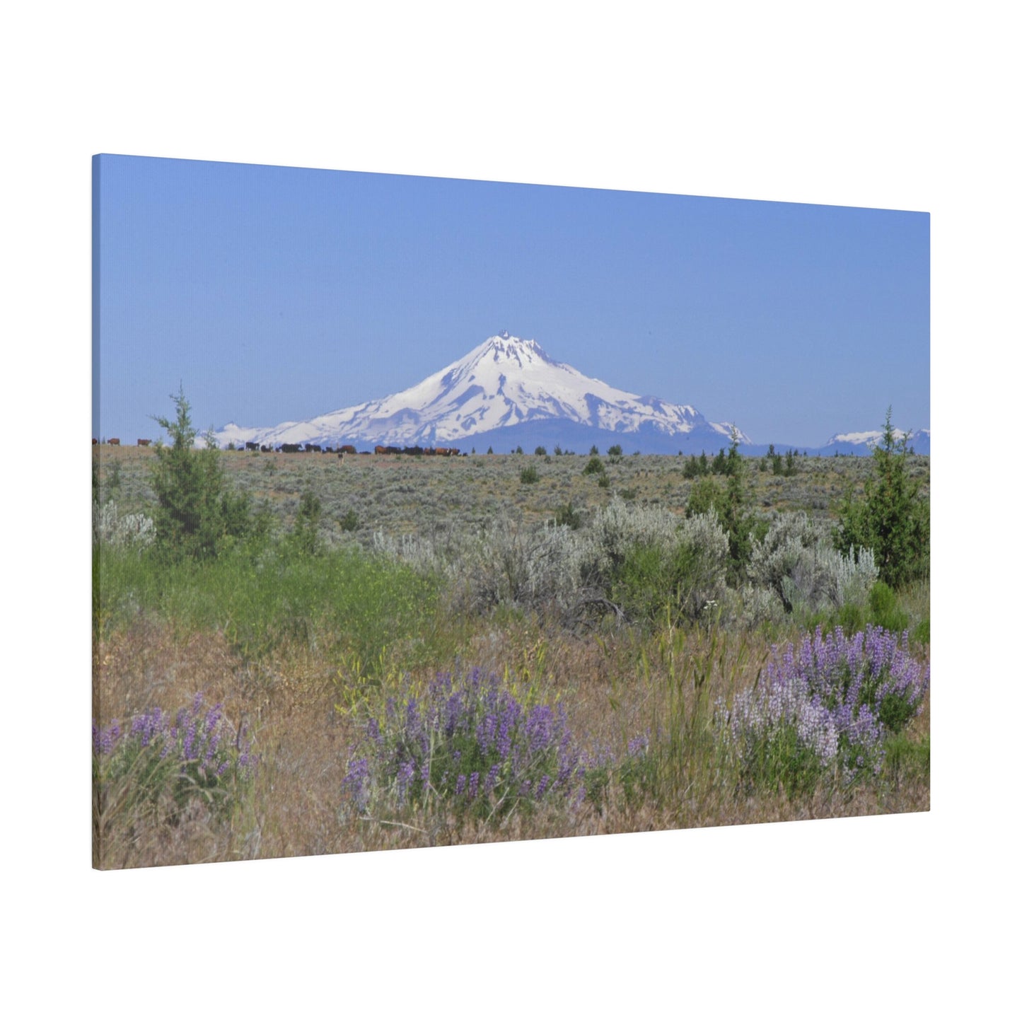 Lupine & Sage Mountain Matte Canvas