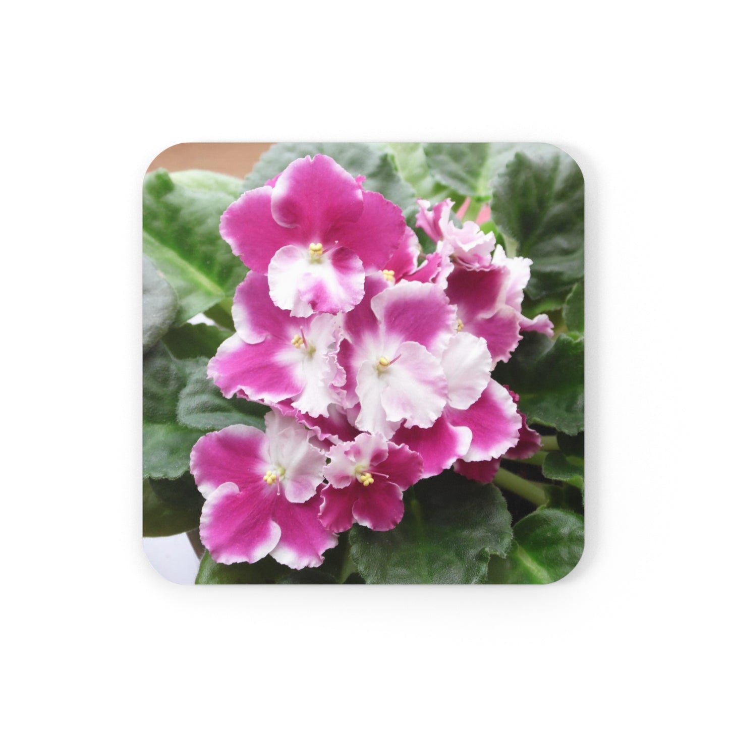 African Violet Corkwood Coaster Set