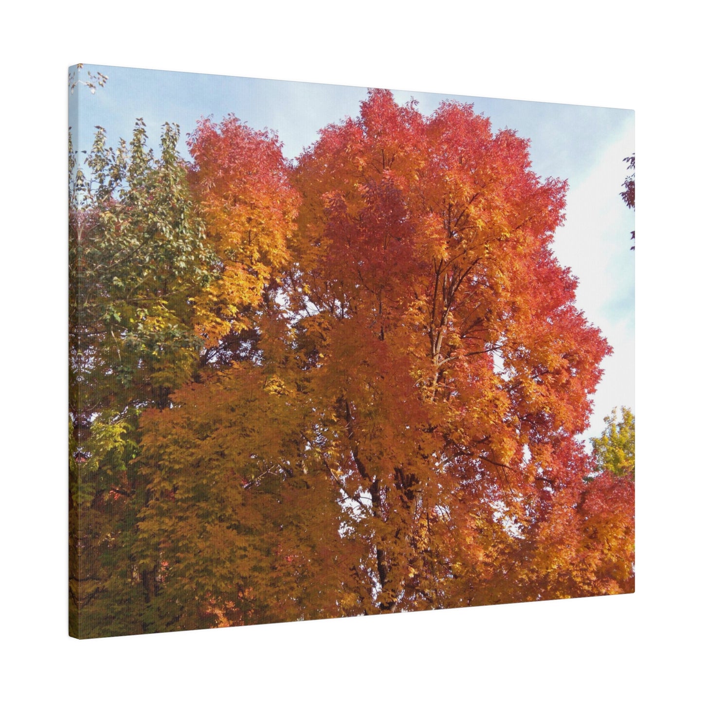 Autumn Radiance Matte Canvas