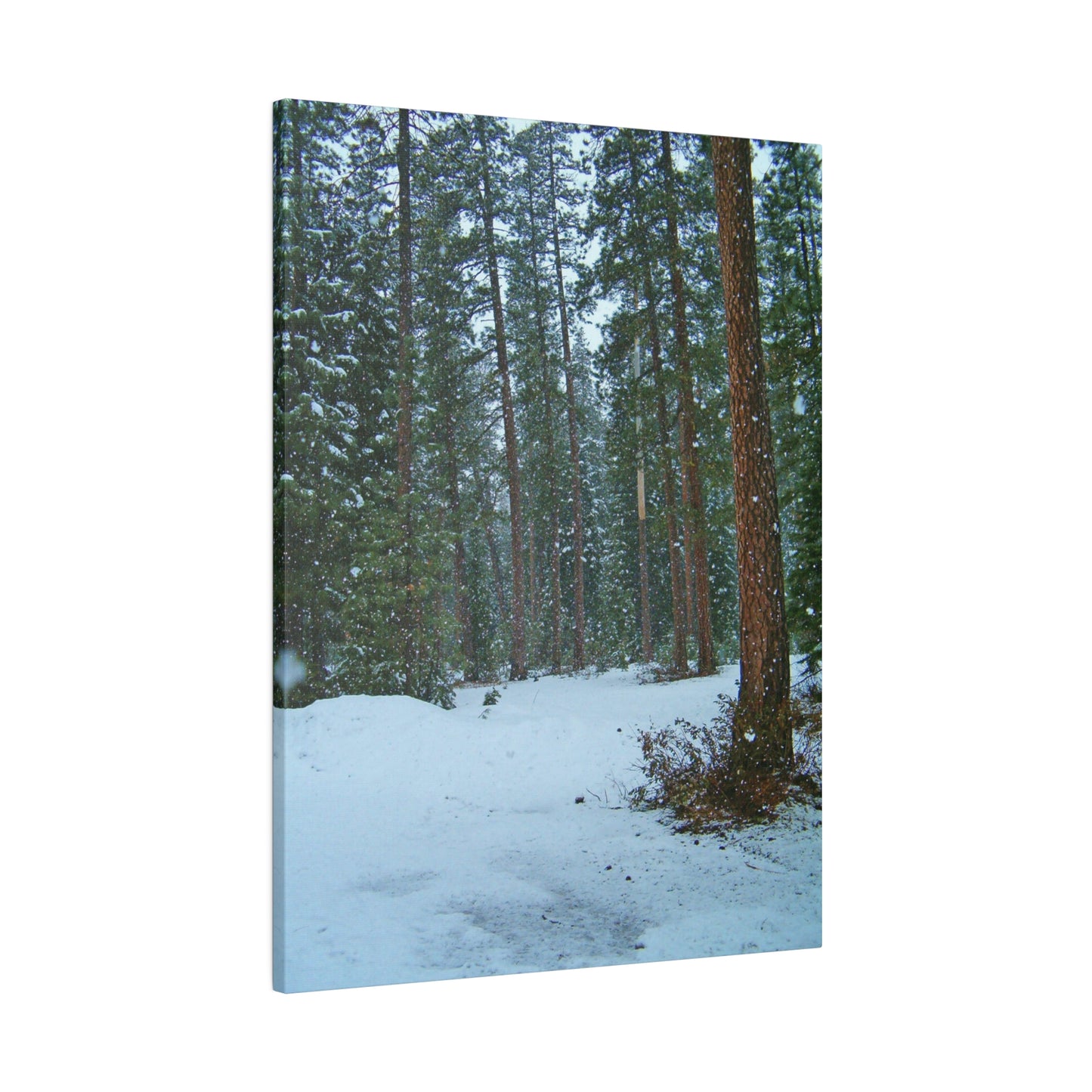 Snowfall Matte Canvas