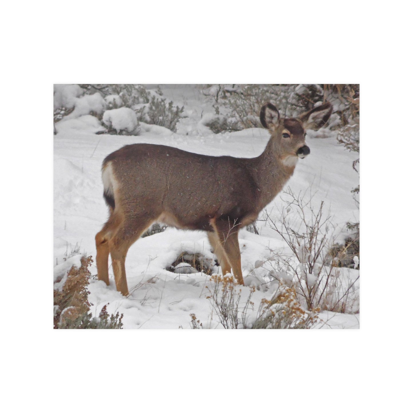 Snowy Deer Satin Posters
