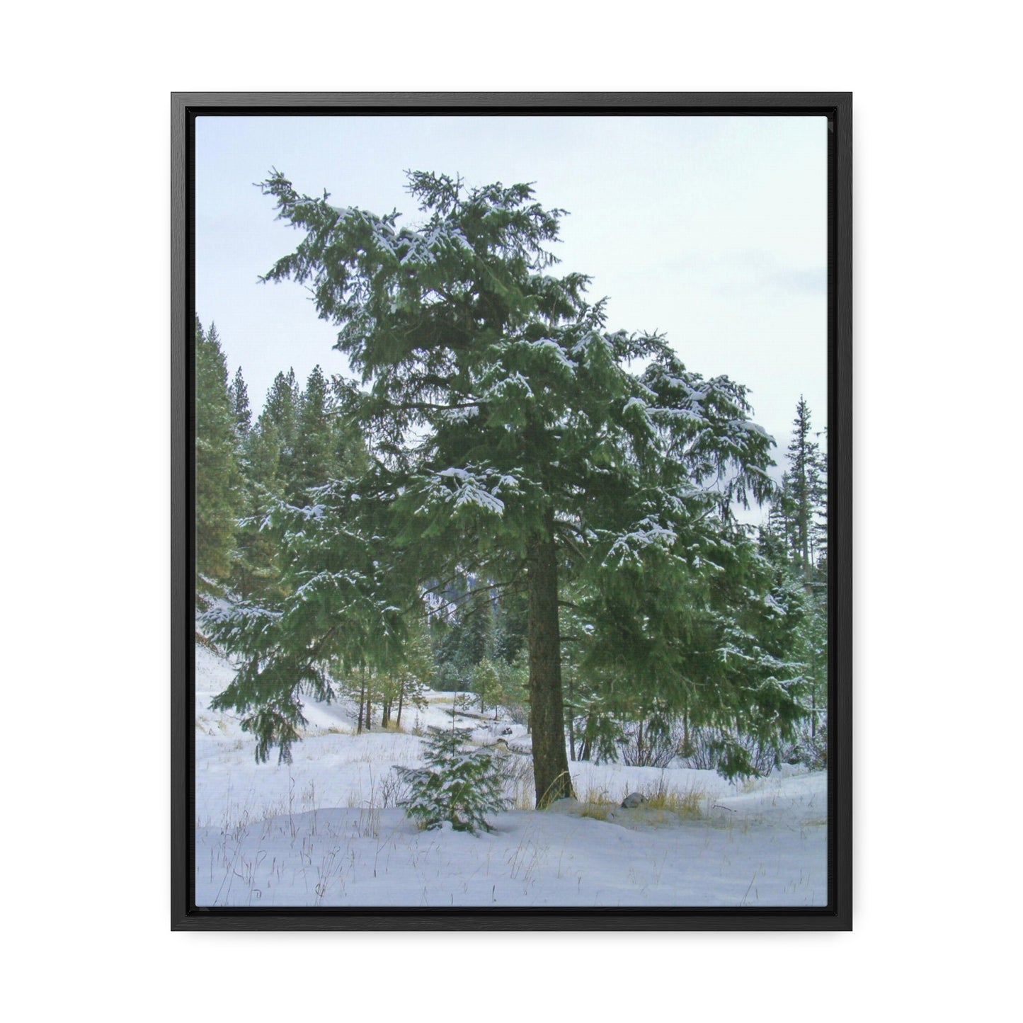 Winter Protector Gallery Canvas Wraps Framed