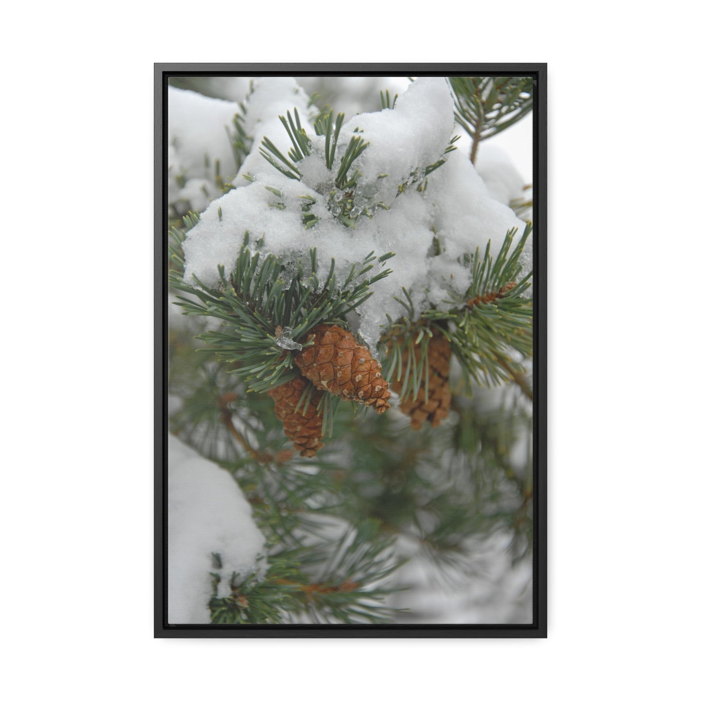 Snowy Fir Cones Gallery Canvas Wraps Framed